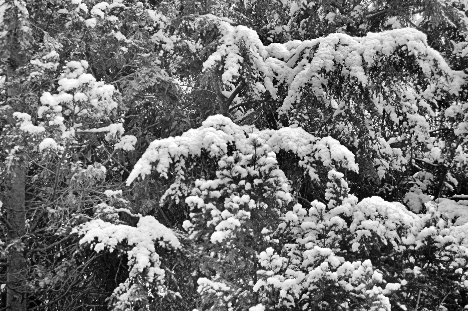 Medis,  Žiema,  Sniegas,  Fonas,  Sezonas,  Šaltas,  Fono Paveikslėliai, Nemokamos Nuotraukos,  Nemokama Licenzija