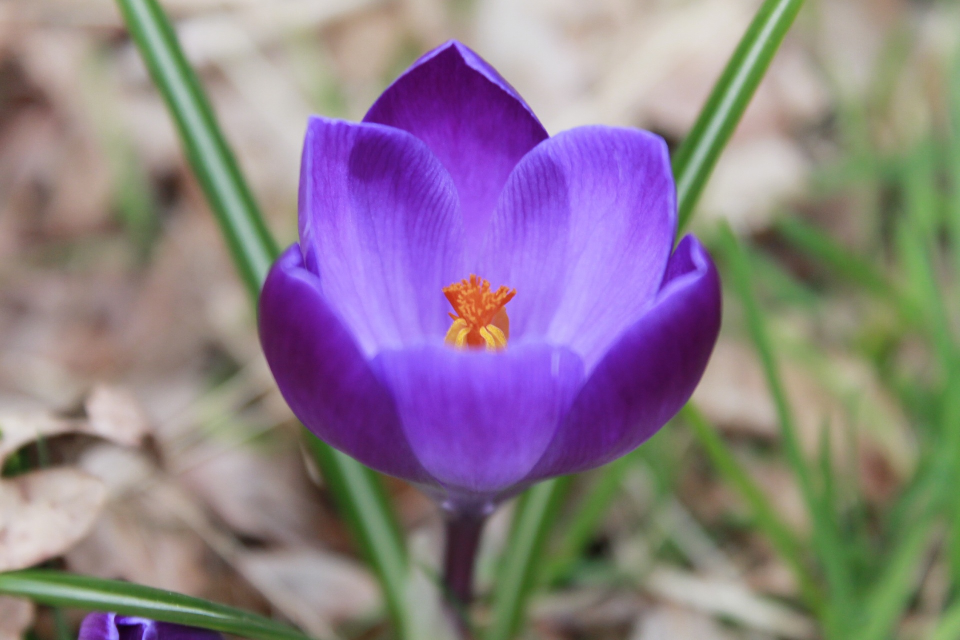 Crocus,  Gėlė,  Violetinė,  Anksti,  Žydi,  Gėlės,  Pavasaris,  Augalas,  Fono Paveikslėliai, Nemokamos Nuotraukos