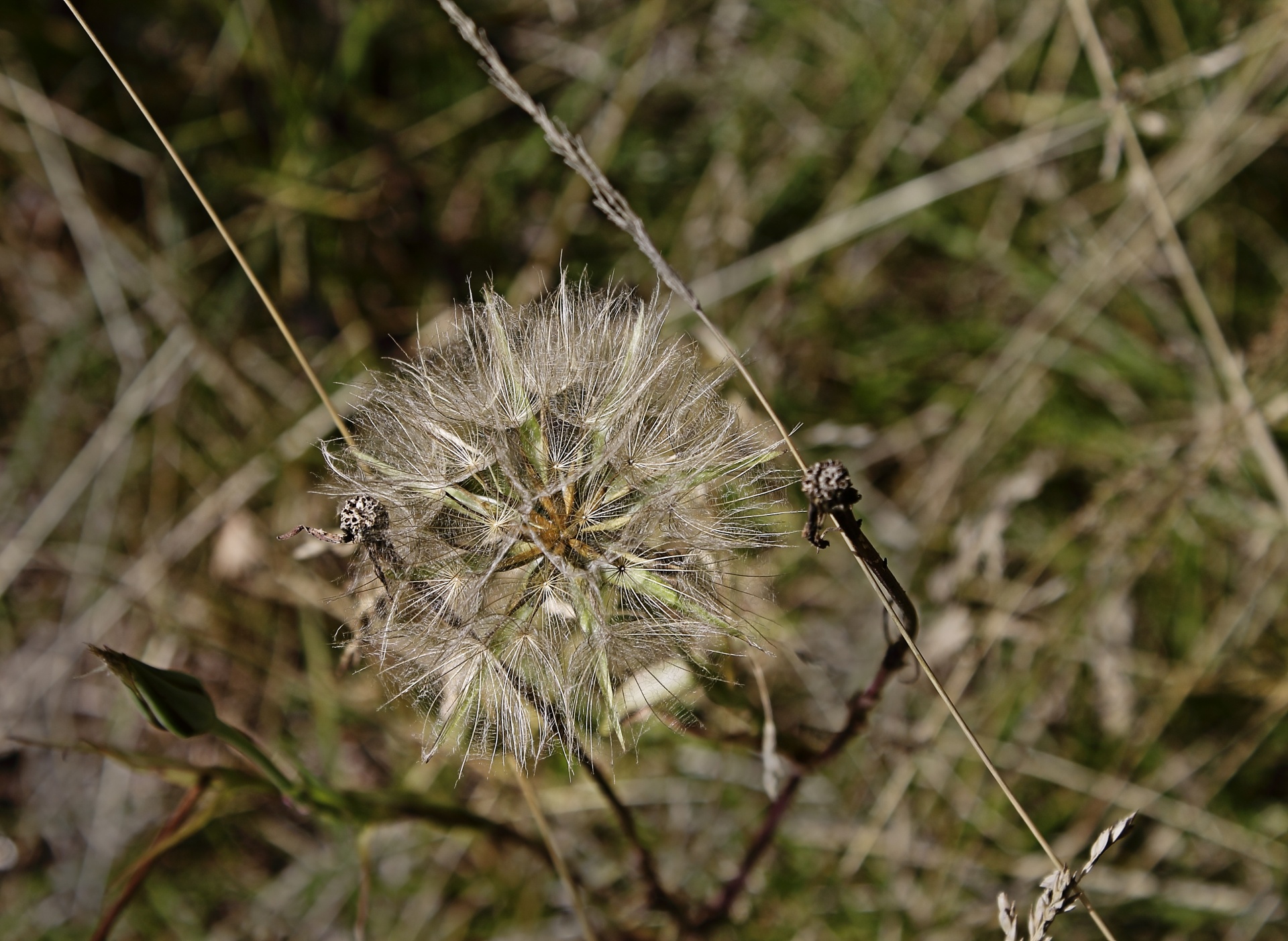 Kiaulpienė,  Mažai,  Žiedas,  Wildflower,  Žydėti,  Gėlė,  Makro,  Fono Paveikslėliai, Nemokamos Nuotraukos,  Nemokama Licenzija