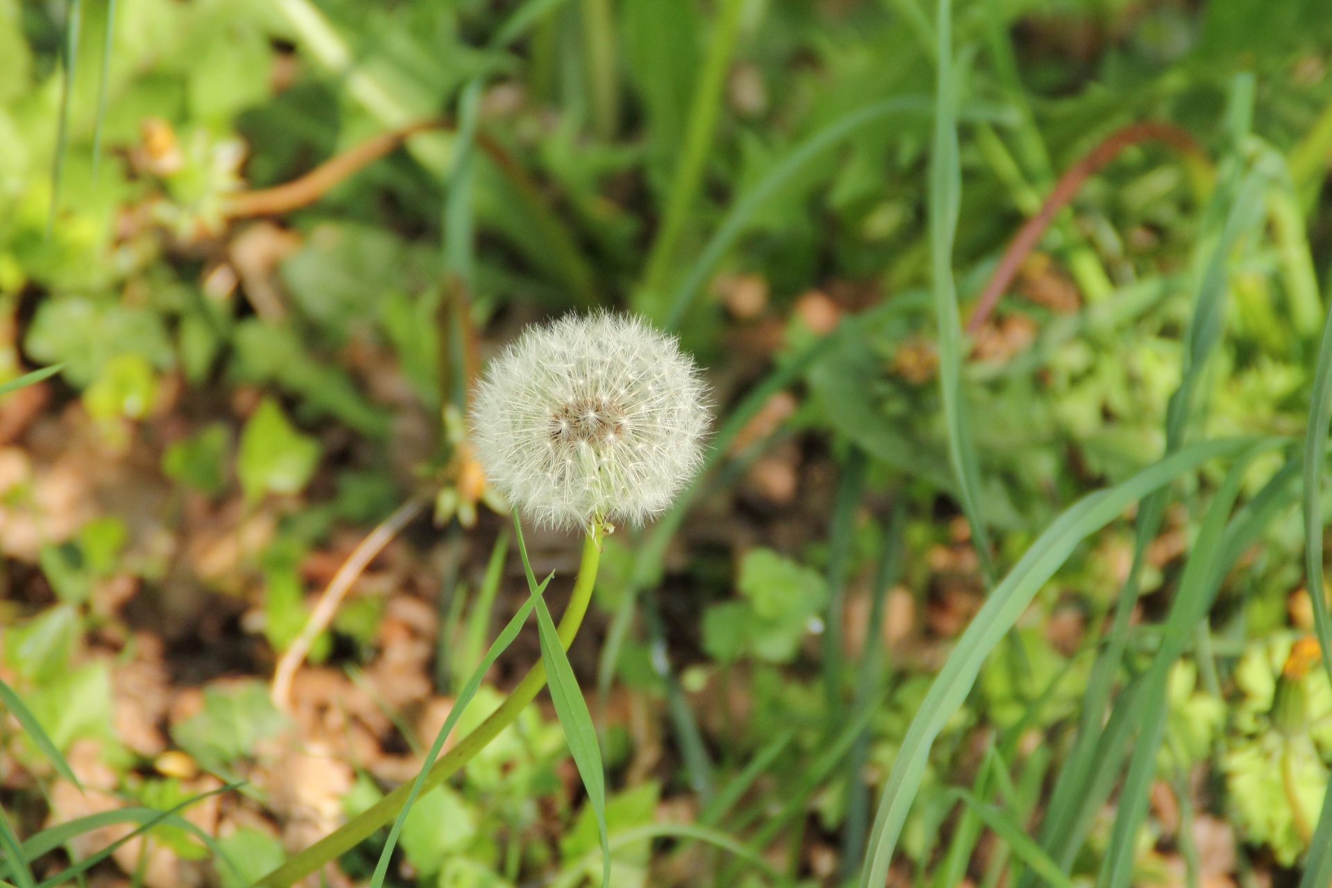 Kiaulpienė,  Mažai,  Žiedas,  Wildflower,  Žydėti,  Gėlė,  Makro,  Fono Paveikslėliai, Nemokamos Nuotraukos,  Nemokama Licenzija