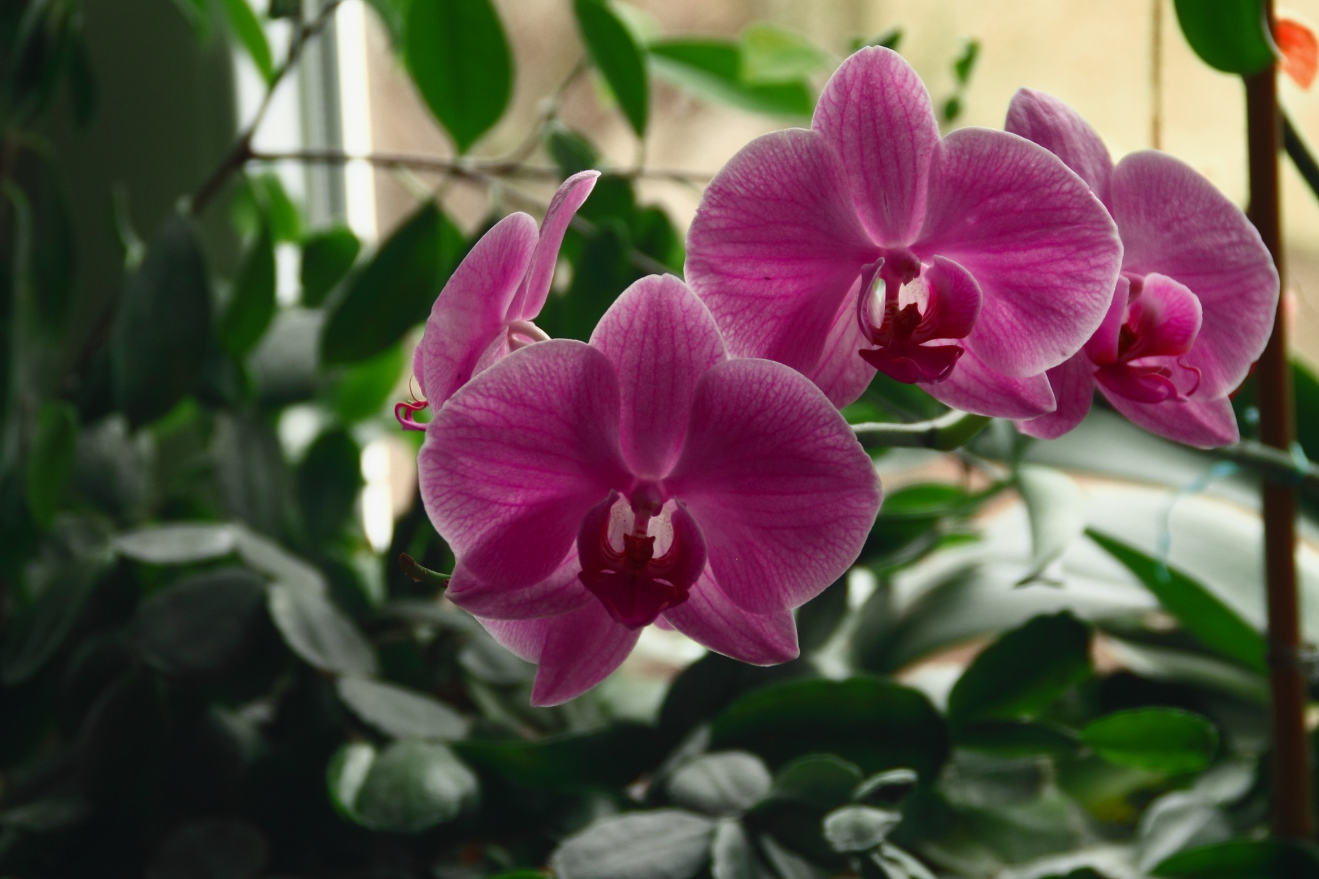 Orchidėja,  Gėlė,  Violetinė,  Fono Paveikslėliai, Nemokamos Nuotraukos,  Nemokama Licenzija