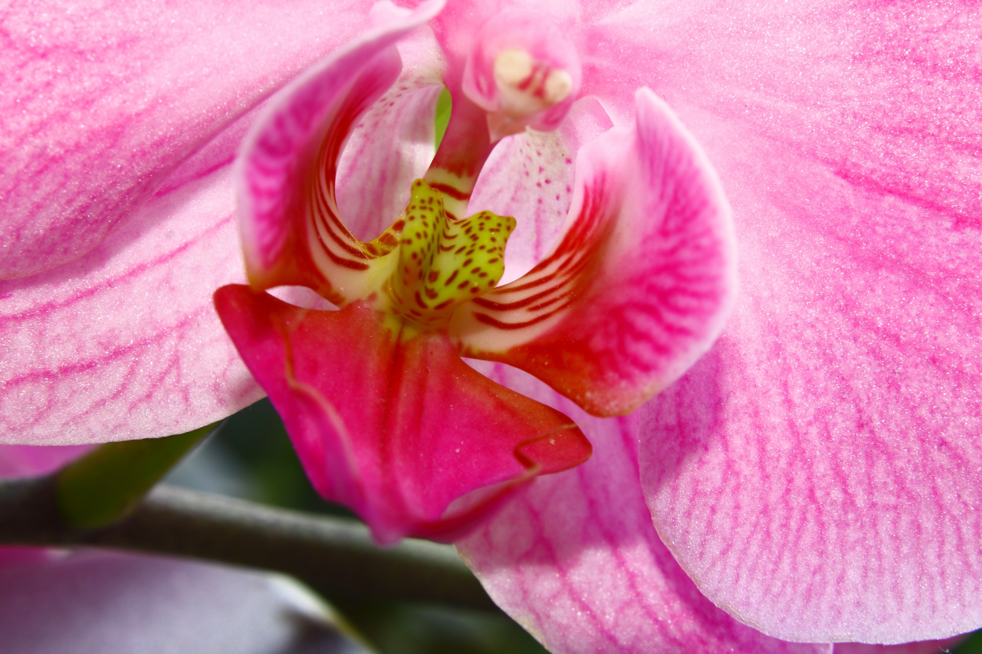 Orchidėja,  Gėlė,  Violetinė,  Fono Paveikslėliai, Nemokamos Nuotraukos,  Nemokama Licenzija