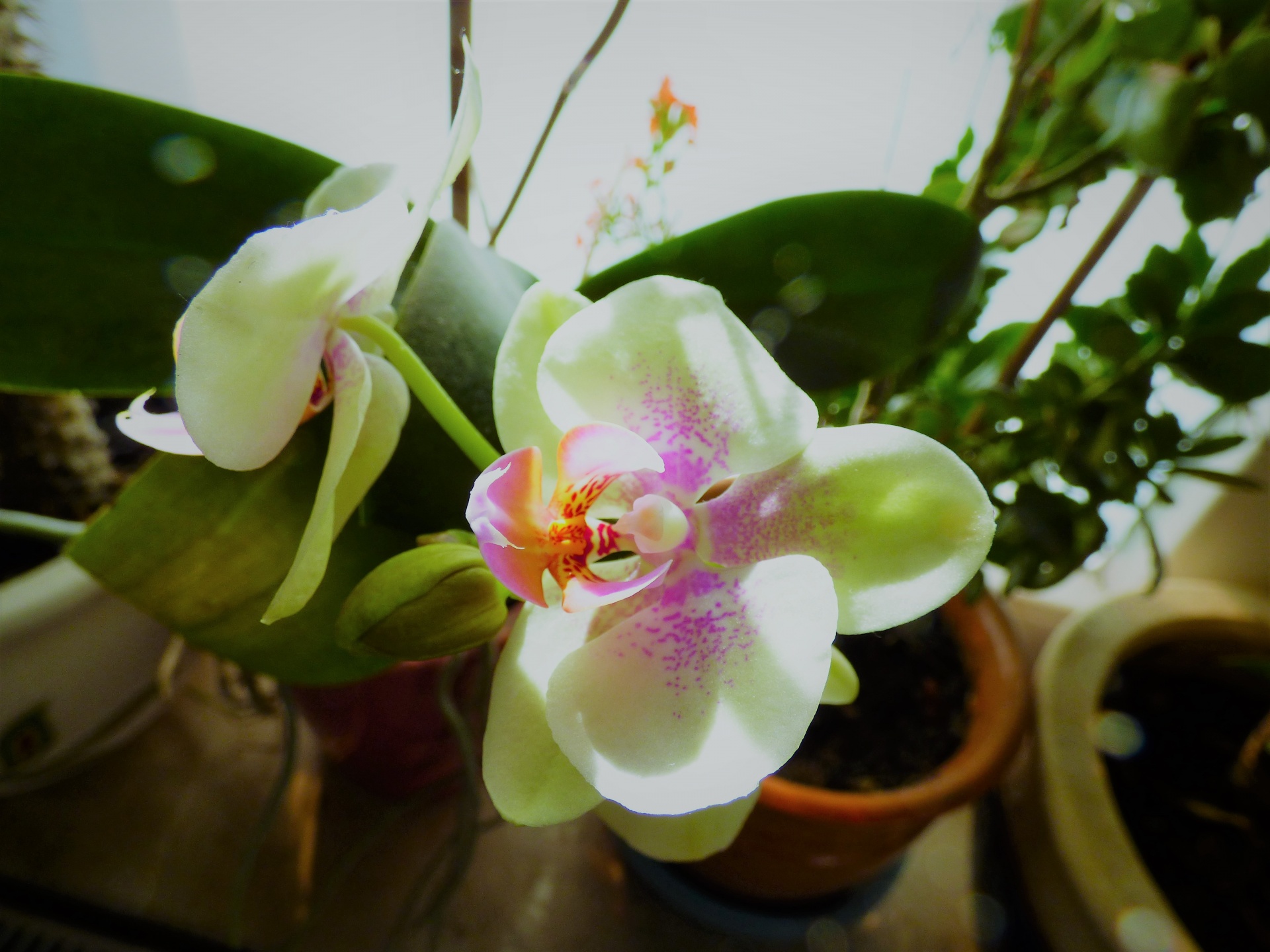Orchidėja,  Gėlė,  Augalas,  Fono Paveikslėliai, Nemokamos Nuotraukos,  Nemokama Licenzija
