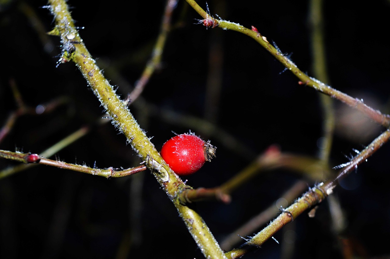 Hip, Šaltis, Makro, Raudona, Šaltas, Rime, Žiema, Apledėjimas, Ledas, Nemokamos Nuotraukos