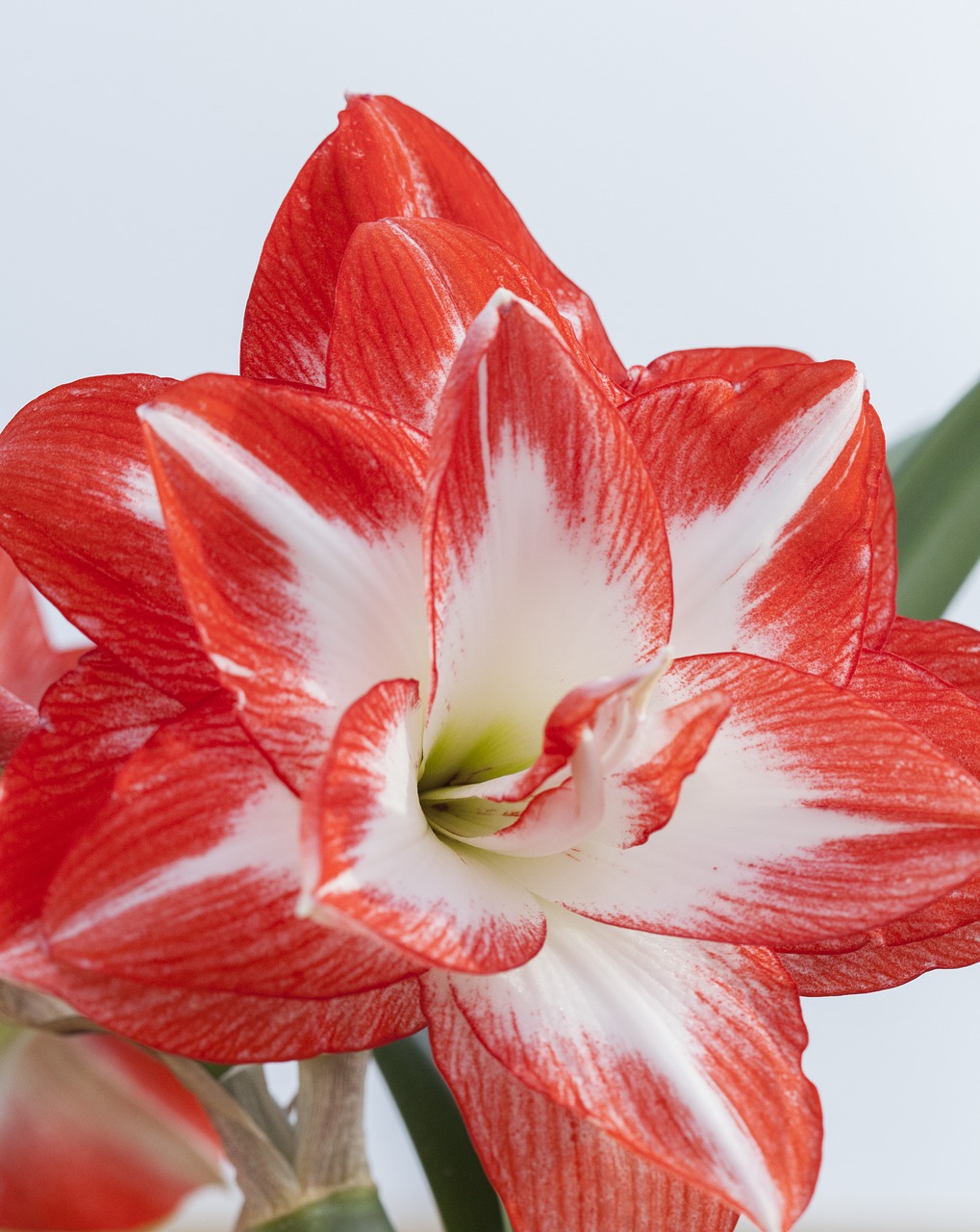 Hippeastrum, Tai, Žinomas, Kaip Amarilas, Nemokamos Nuotraukos,  Nemokama Licenzija