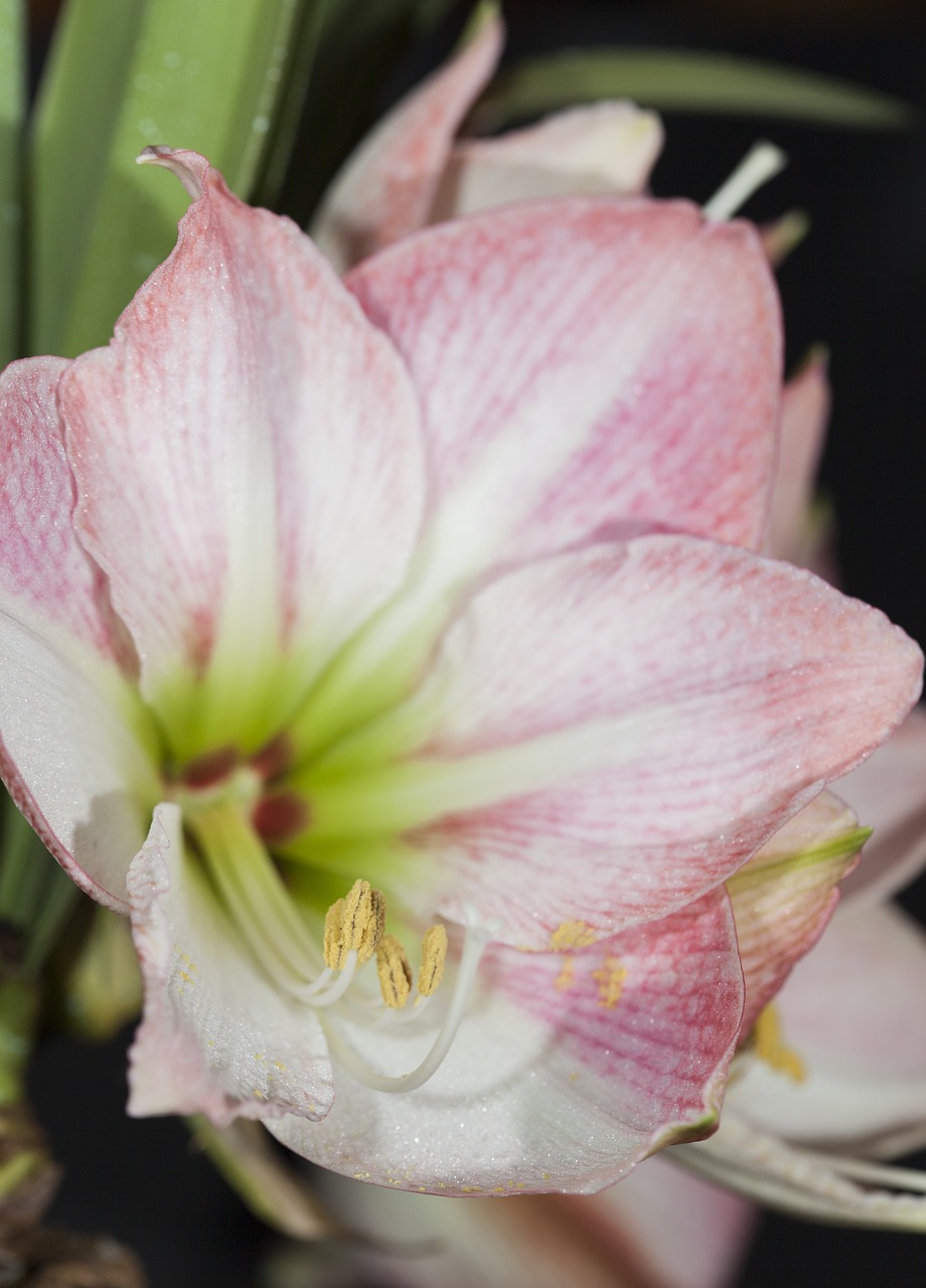 Hippeastrum, Tai, Žinomas, Kaip Amarilas, Nemokamos Nuotraukos,  Nemokama Licenzija