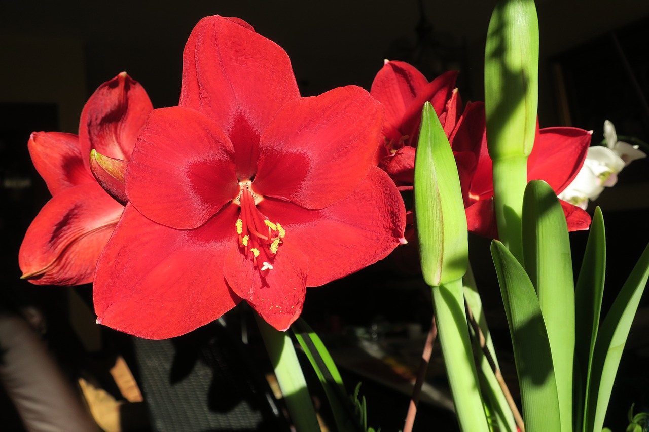 Hippeastrum, Riterių Žvaigždė, Amaryllis, Gėlė, Nemokamos Nuotraukos,  Nemokama Licenzija