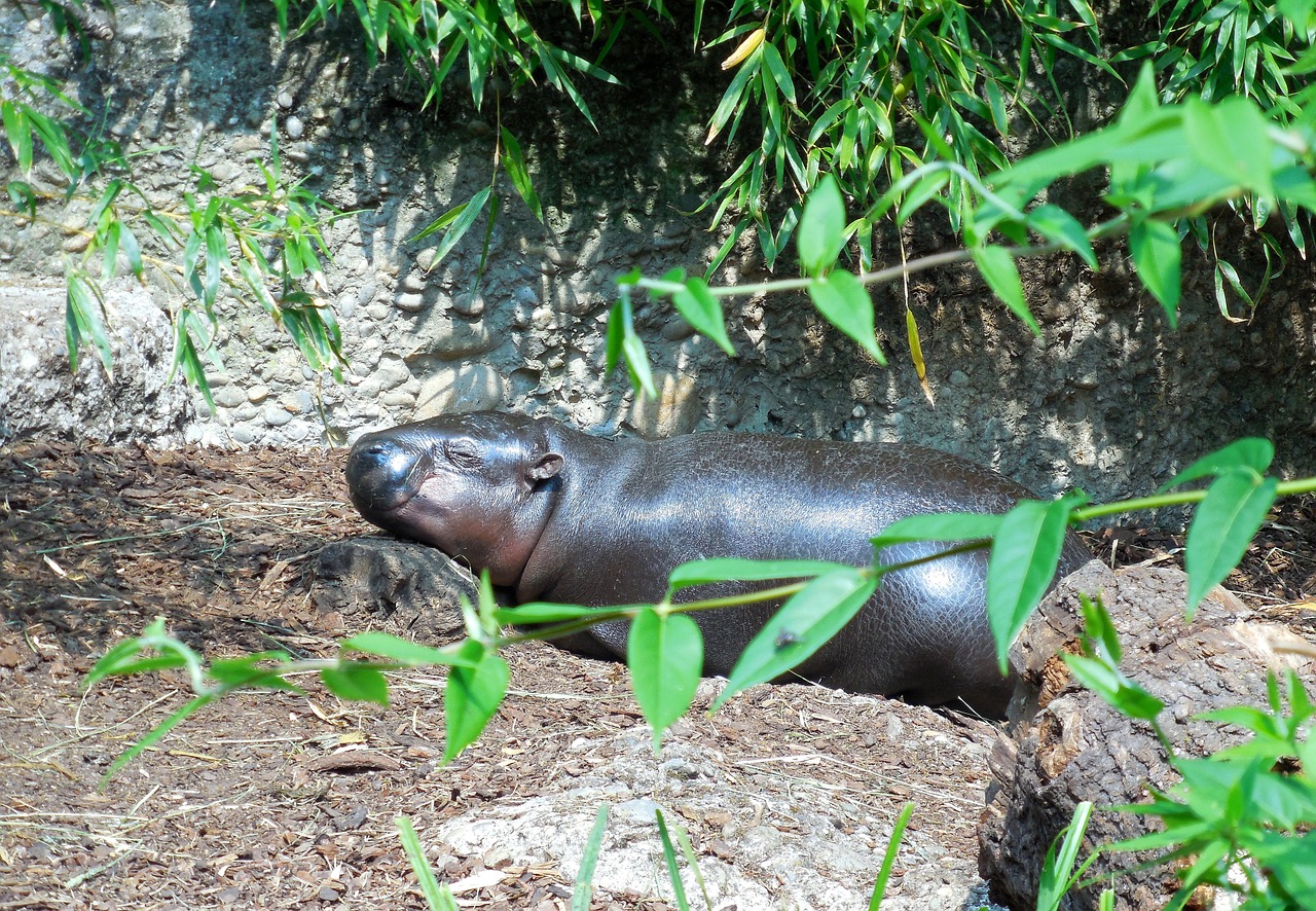 Hippo, Kūdikis, Poilsis, Zoologijos Sodas, Saulėtas, Nemokamos Nuotraukos,  Nemokama Licenzija