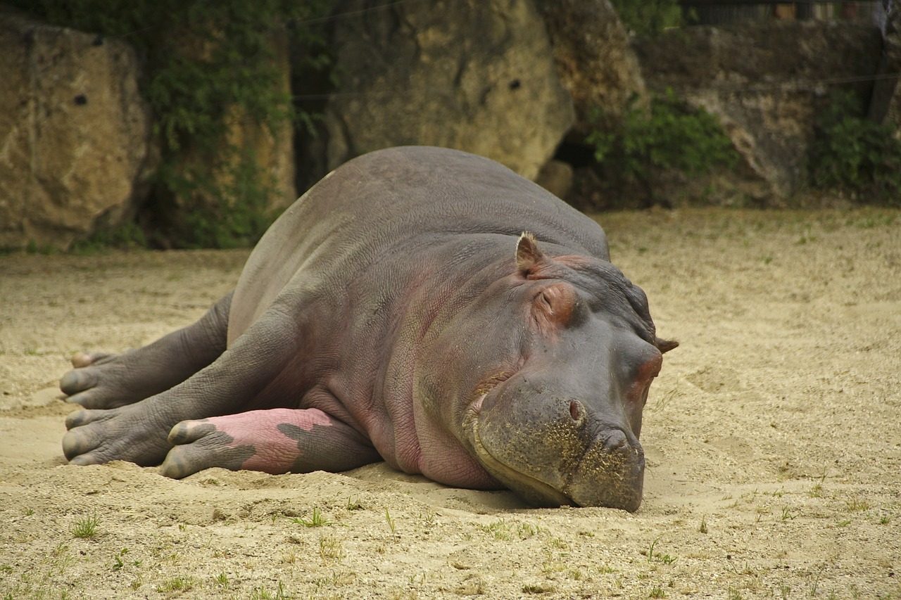 Hippo, Gamta, Gyvūnai, Nemokamos Nuotraukos,  Nemokama Licenzija