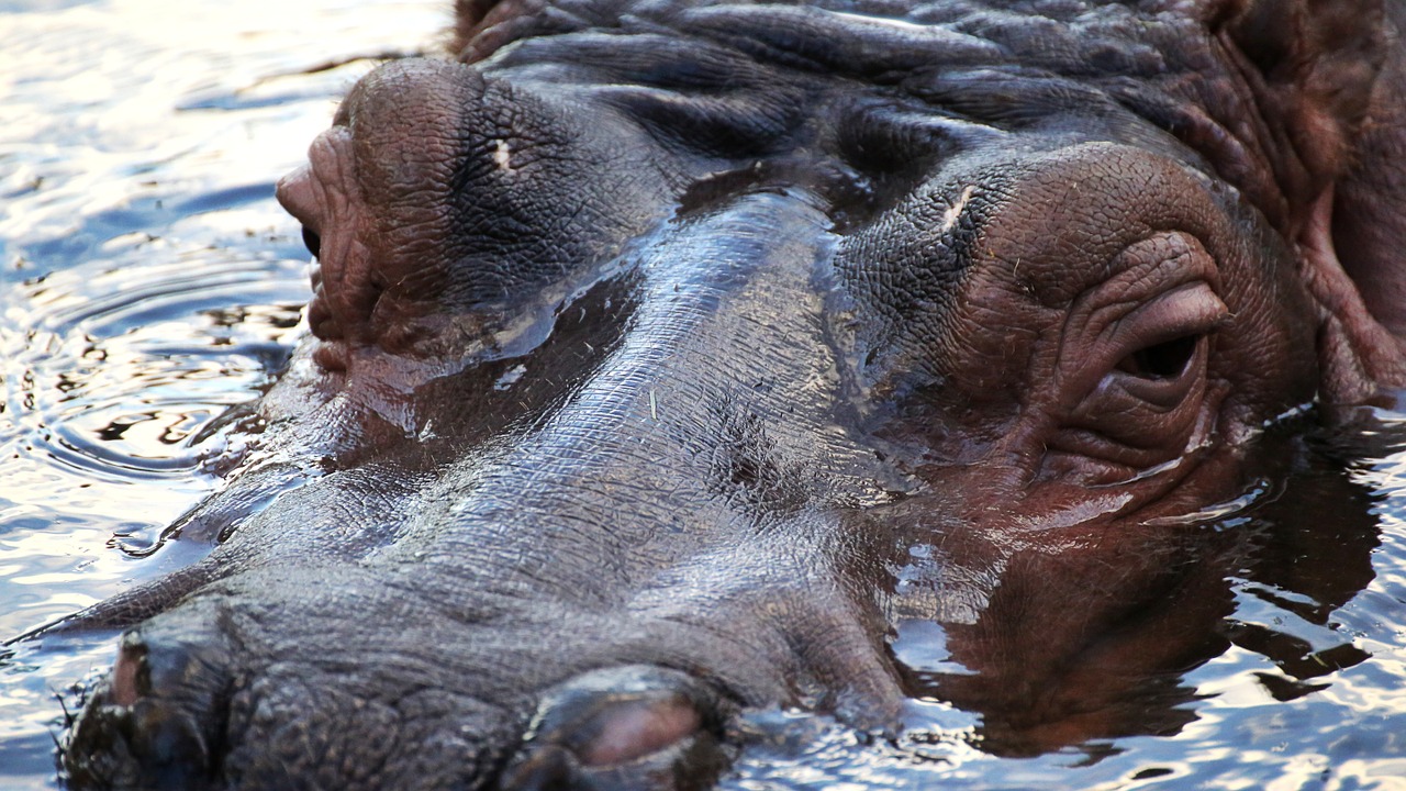 Hippo, Afrika, Zoologijos Sodas, Fauna, Parkas, Gyvūnų Pasaulis, Vanduo, Gyvūnai, Žinduoliai, Laukiniai