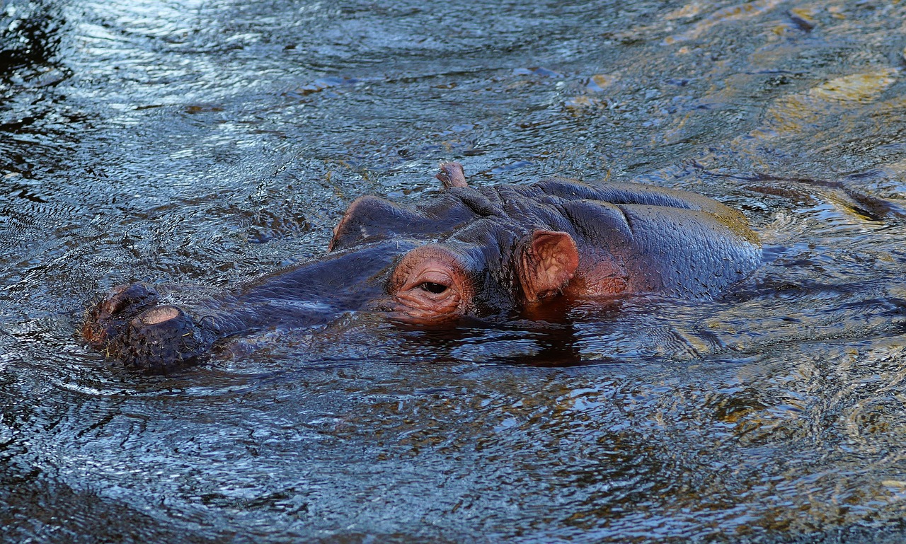 Hippo, Afrika, Gyvūnas, Vanduo, Sunku, Žinduolis, Pilka, Didelis, Nemokamos Nuotraukos,  Nemokama Licenzija