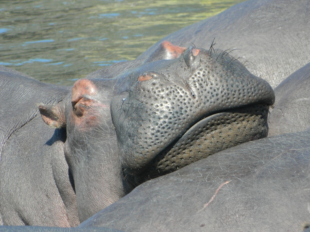 Hippo, Laukiniai, Pietų Afrika, Laukinis Gyvenimas, Savana, Dryžuotas Kailis, Žinduolis, Gyvūnas, Nemokamos Nuotraukos,  Nemokama Licenzija