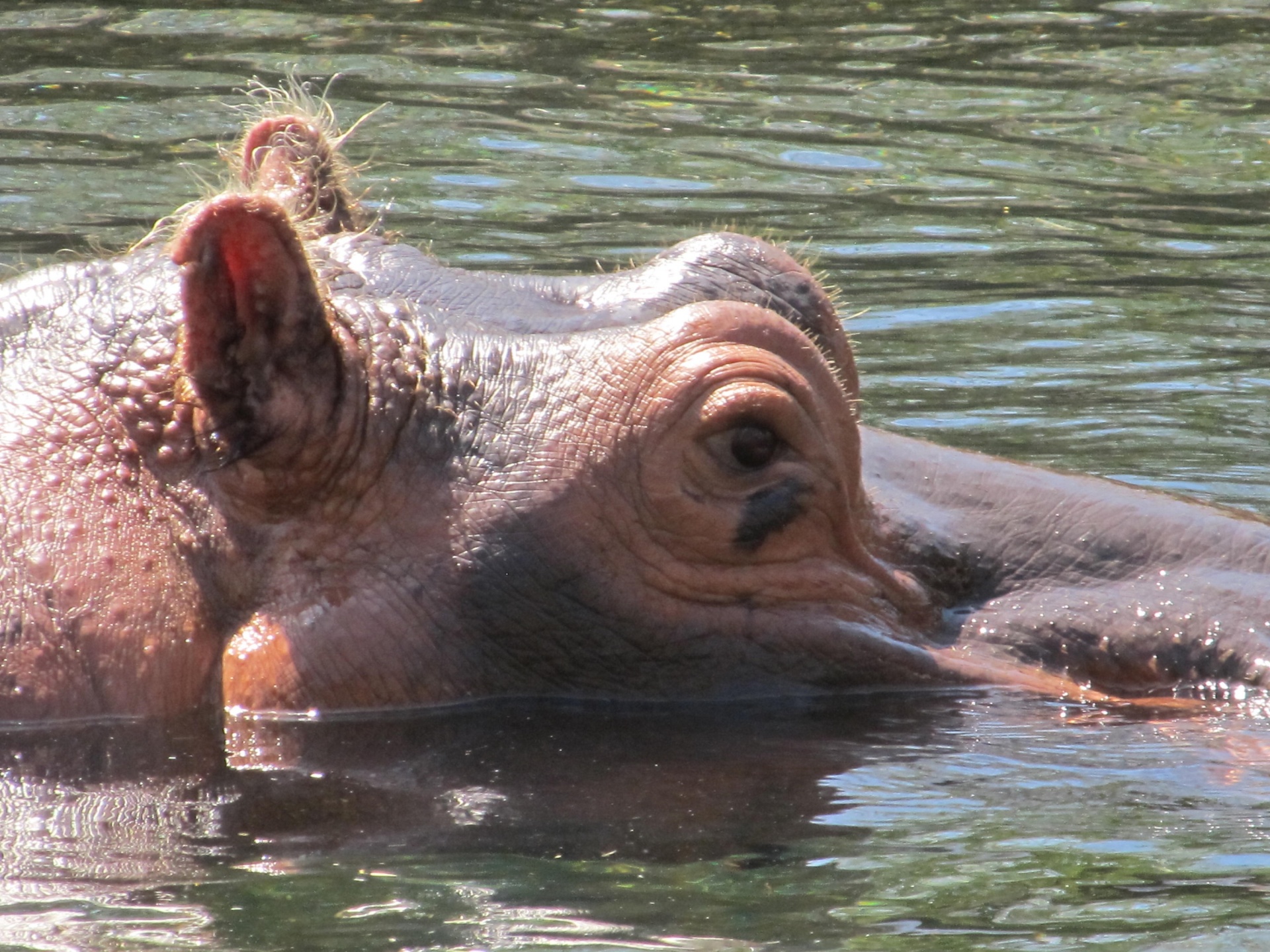 Pelėnas,  Hippo,  Portretas,  Vanduo,  Didelis,  Laukinė Gamta,  Gamta,  Galva,  Akys,  Ausys