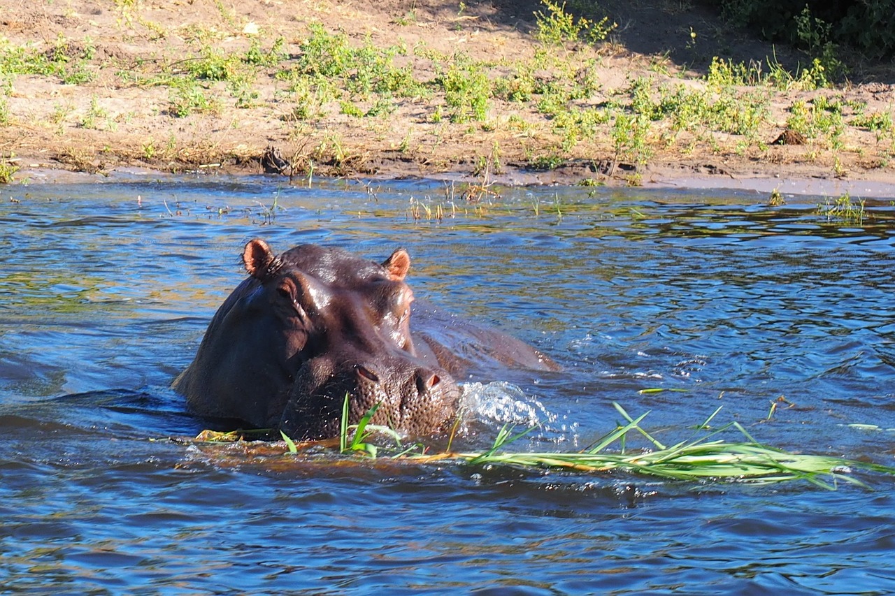 Hippo, Galva, Vanduo, Gyvūnas, Gyvūnai, Gamtos Parkas, Afrika, Safari, Nemokamos Nuotraukos,  Nemokama Licenzija