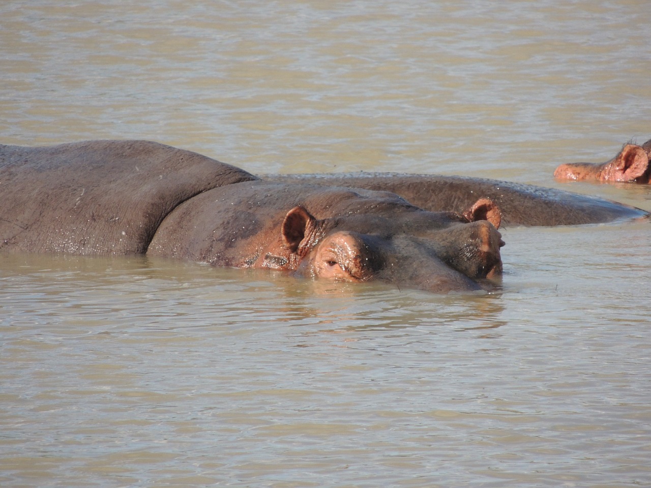 Hippo, Pelėnas, Maudytis, Afrika, Safari, Serengeti, Laukinė Gamta, Tanzanija, Nemokamos Nuotraukos,  Nemokama Licenzija