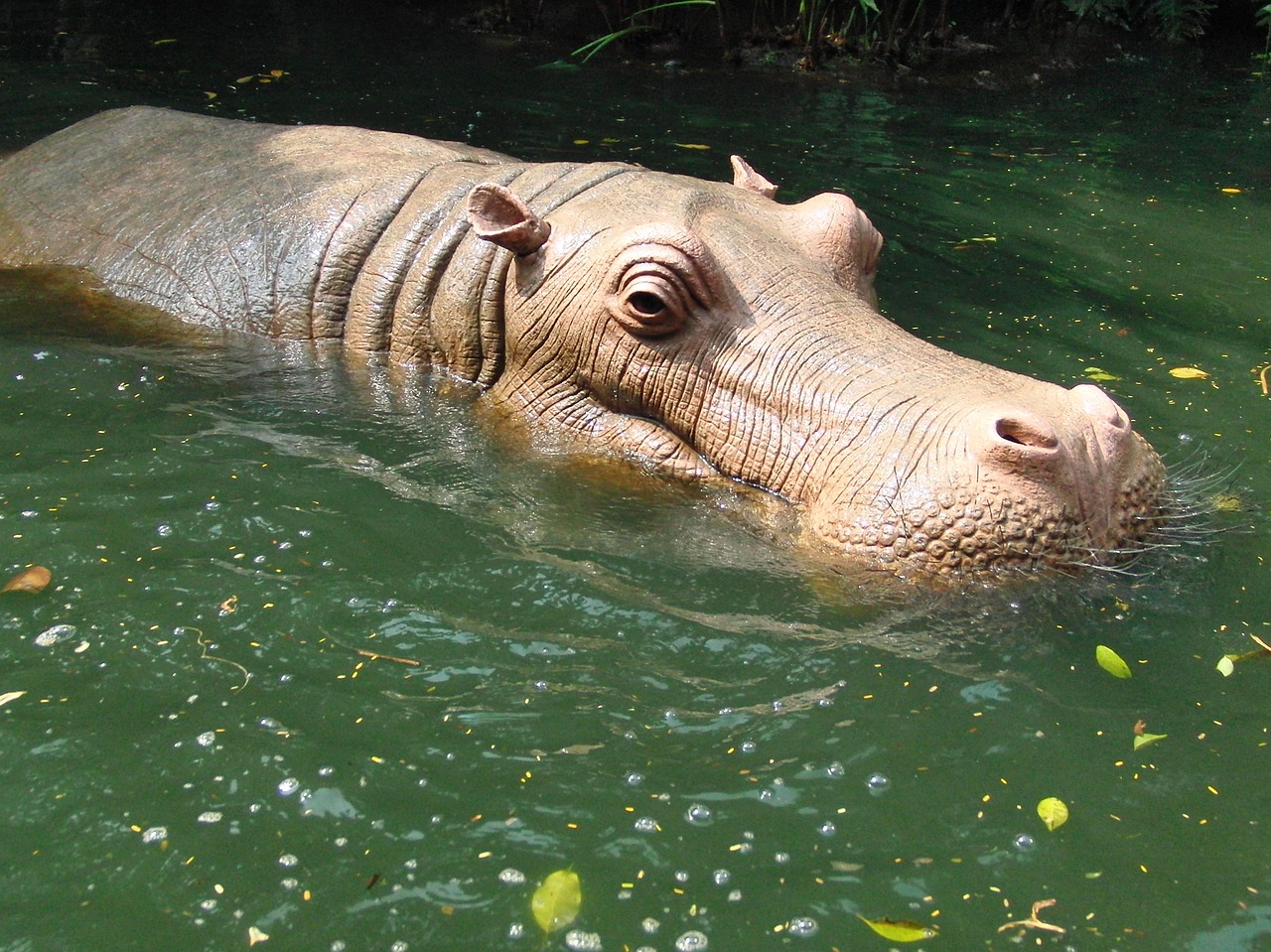 Hippo, Hippo Vandenyje, Vanduo, Disneilendas, Honkongas, Nemokamos Nuotraukos,  Nemokama Licenzija