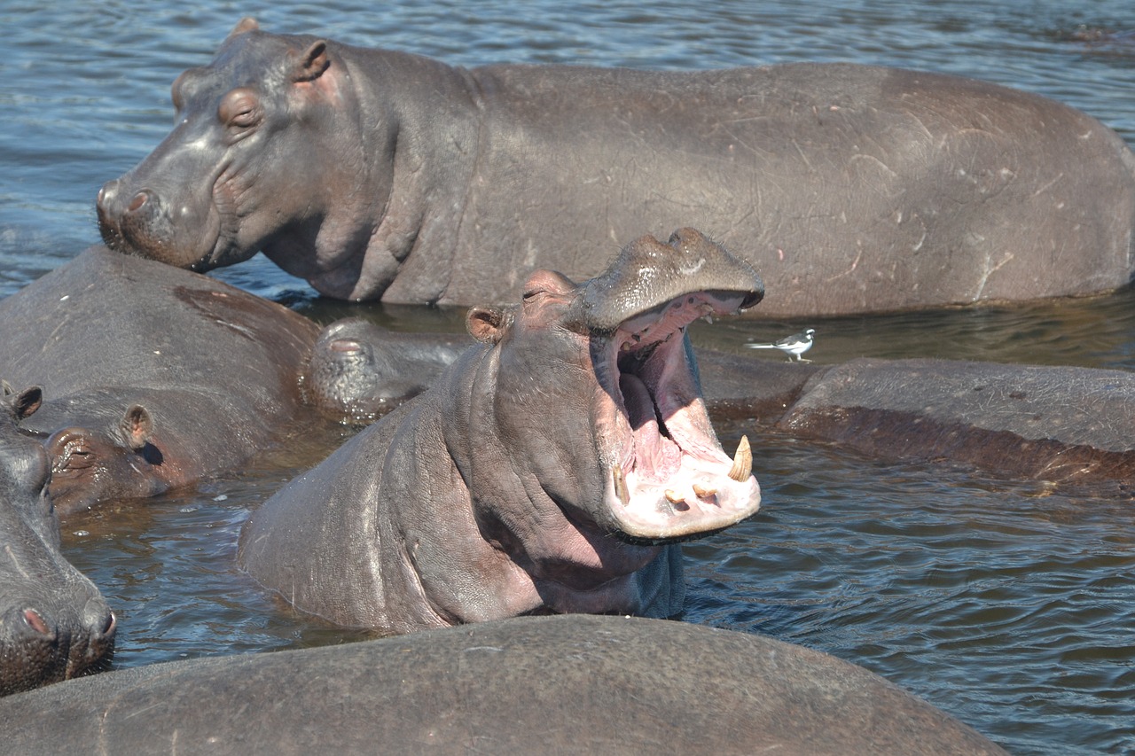 Hippo, Botsvana, Afrika, Pelėnas, Upė, Burna, Nemokamos Nuotraukos,  Nemokama Licenzija