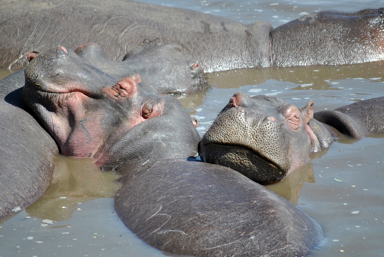 Hippo, Afrika, Pelėnas, Vanduo, Serengeti, Pachyderm, Nemokamos Nuotraukos,  Nemokama Licenzija