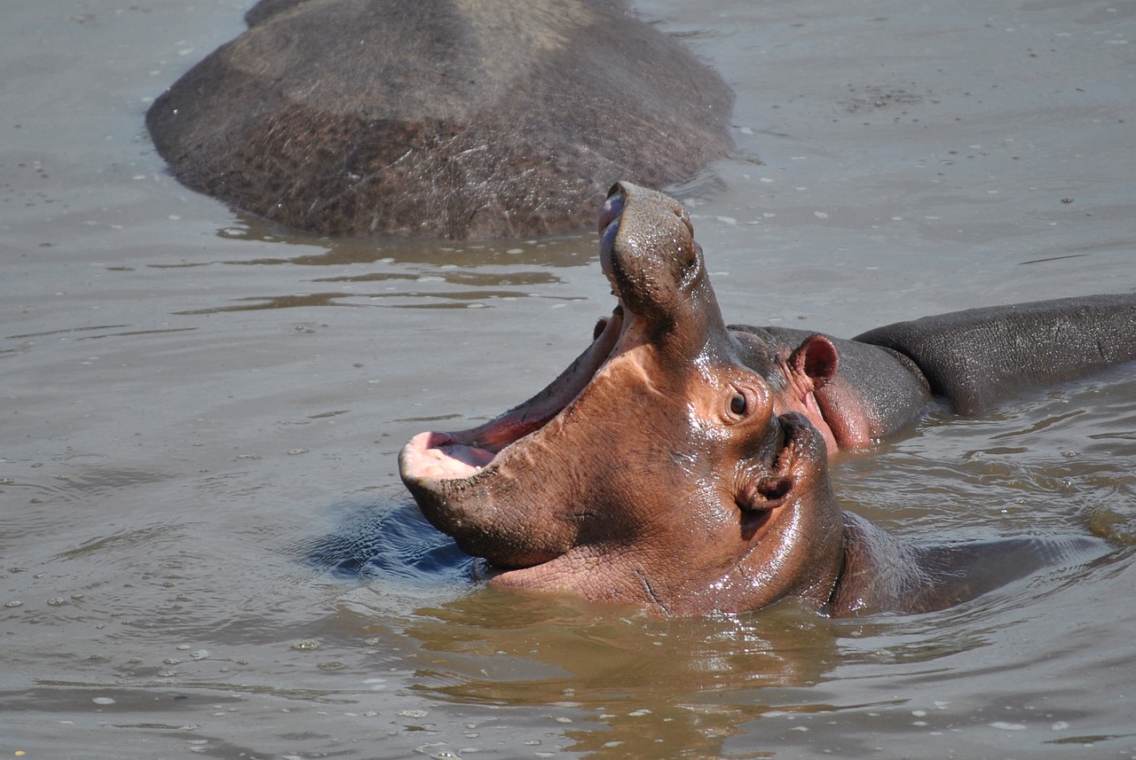 Hippo, Kūdikis, Pelėnas, Afrika, Nacionalinis Parkas, Nemokamos Nuotraukos,  Nemokama Licenzija