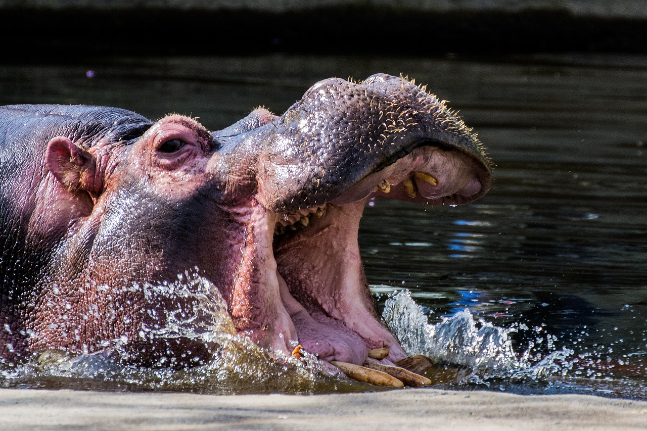 Hippo, Dantis, Plaukti, Sunku, Didelis, Nemokamos Nuotraukos,  Nemokama Licenzija