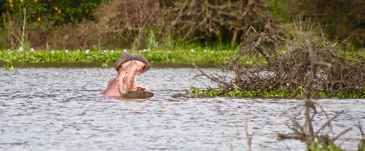 Hippo, Kenya, Ežeras Naivasha, Nemokamos Nuotraukos,  Nemokama Licenzija