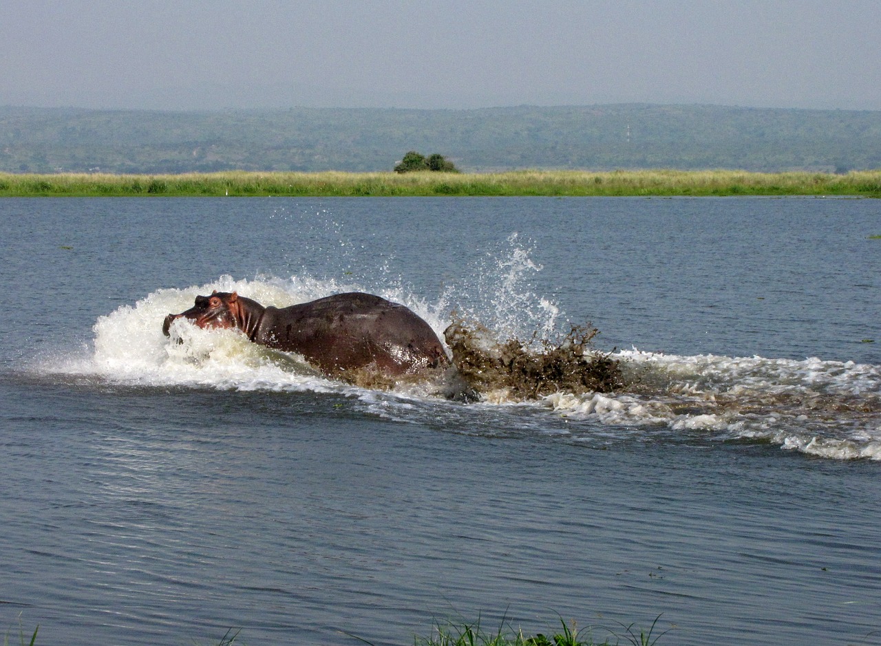 Hippo, Nile, Uganda, Nemokamos Nuotraukos,  Nemokama Licenzija