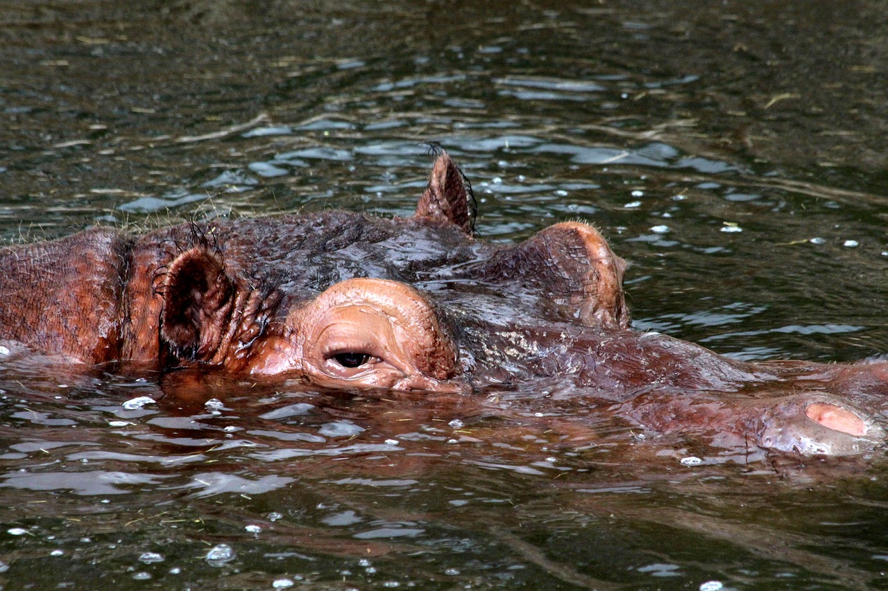 Hippo, Žemaūgė Amfibija, Galva, Vanduo, Gyvūnas, Pavojingas Gyvūnas, Fauna, Gamta, Zoologijos Sodas, Nemokamos Nuotraukos