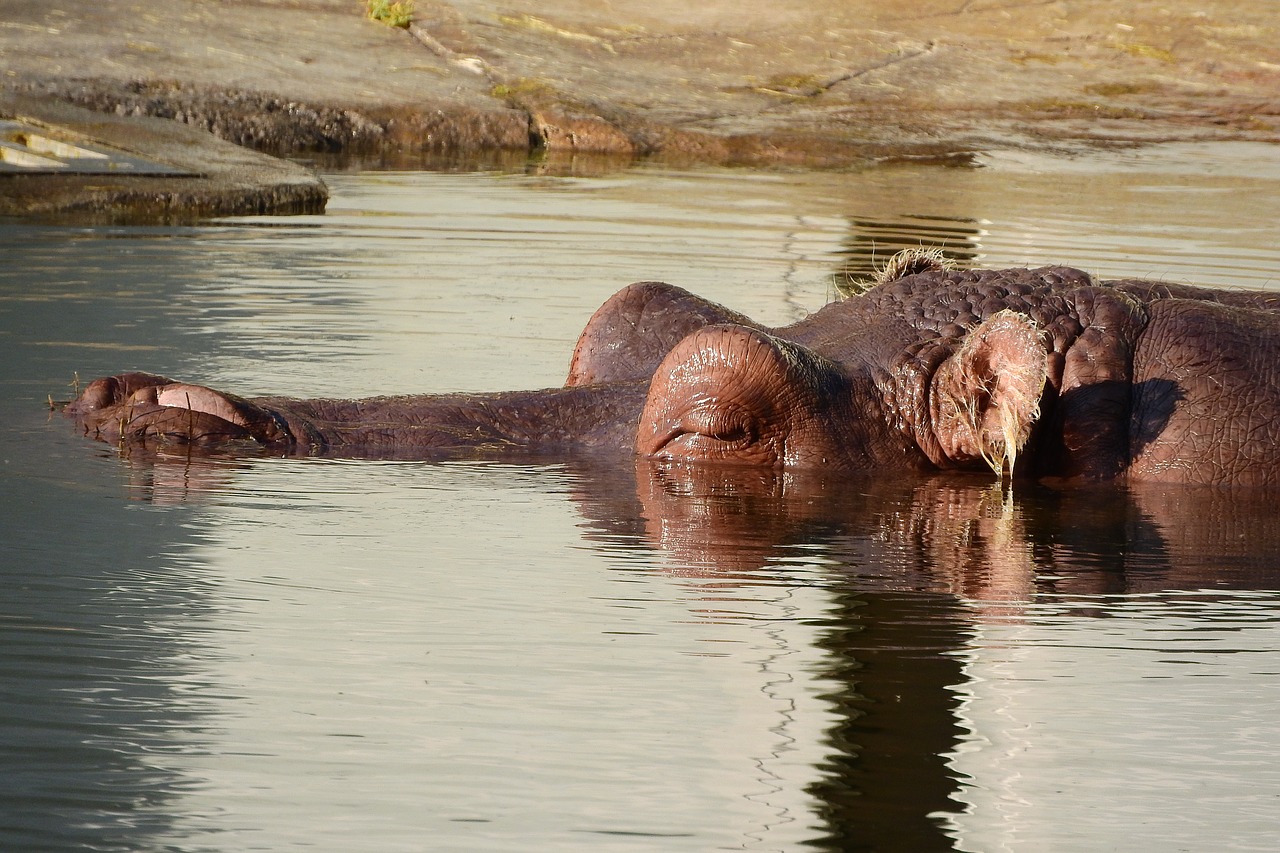 Hippo, Giliojo Kalno Galva, Hippo Vandenyje, Prague Zoo, Nemokamos Nuotraukos,  Nemokama Licenzija