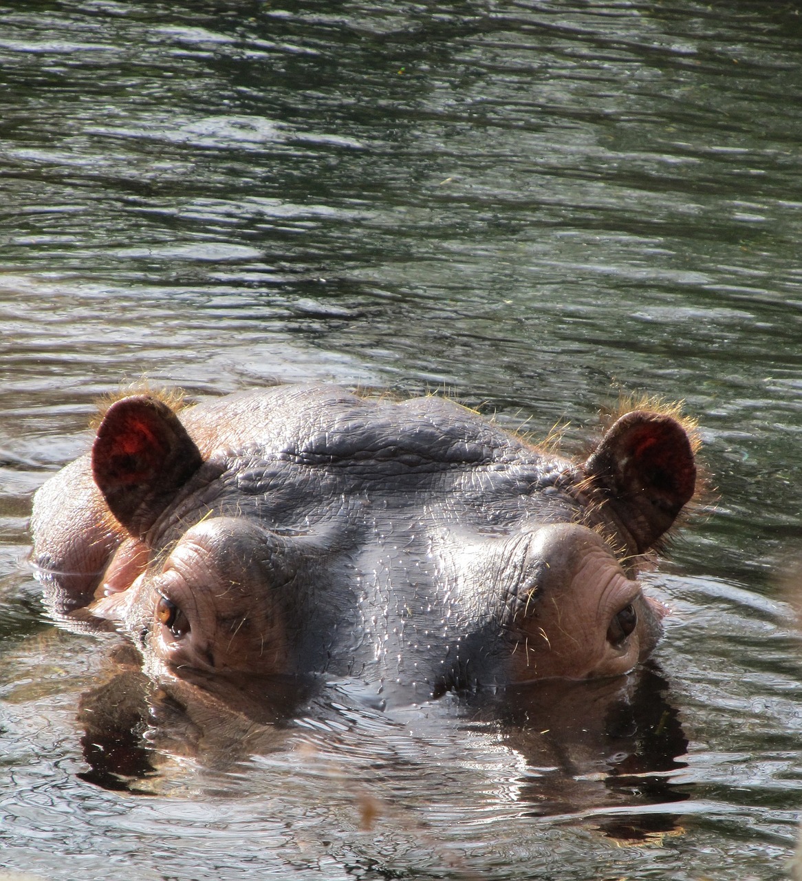 Hippo, Pelėnas, Laukinė Gamta, Gamta, Gyvūnas, Vanduo, Akys, Žiūri, Vandens, Zoologijos Sodas