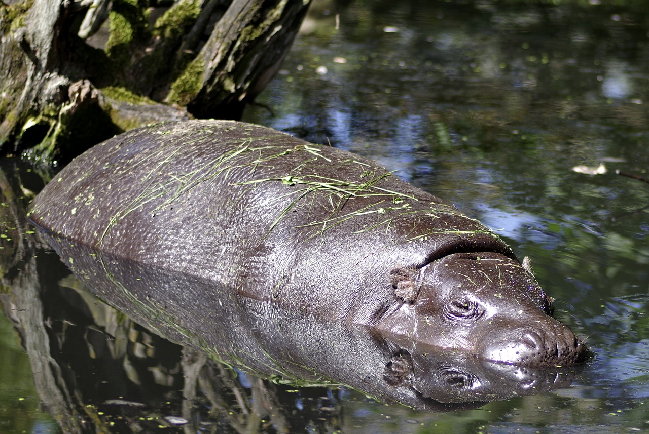 Hippo, Miniatiūrinė, Mažas, Plaukti, Vanduo, Poilsis, Gyvūnas, Žinduolis, Gamta, Maudytis