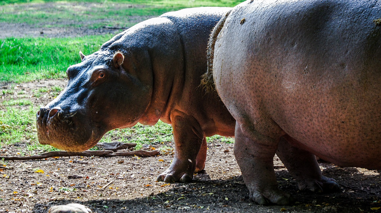 Hippo, Pelėnas, Gamta, Laukiniai, Laukinė Gamta, Kenya, Mombasa, Dayoutke, Afrika, Afrika