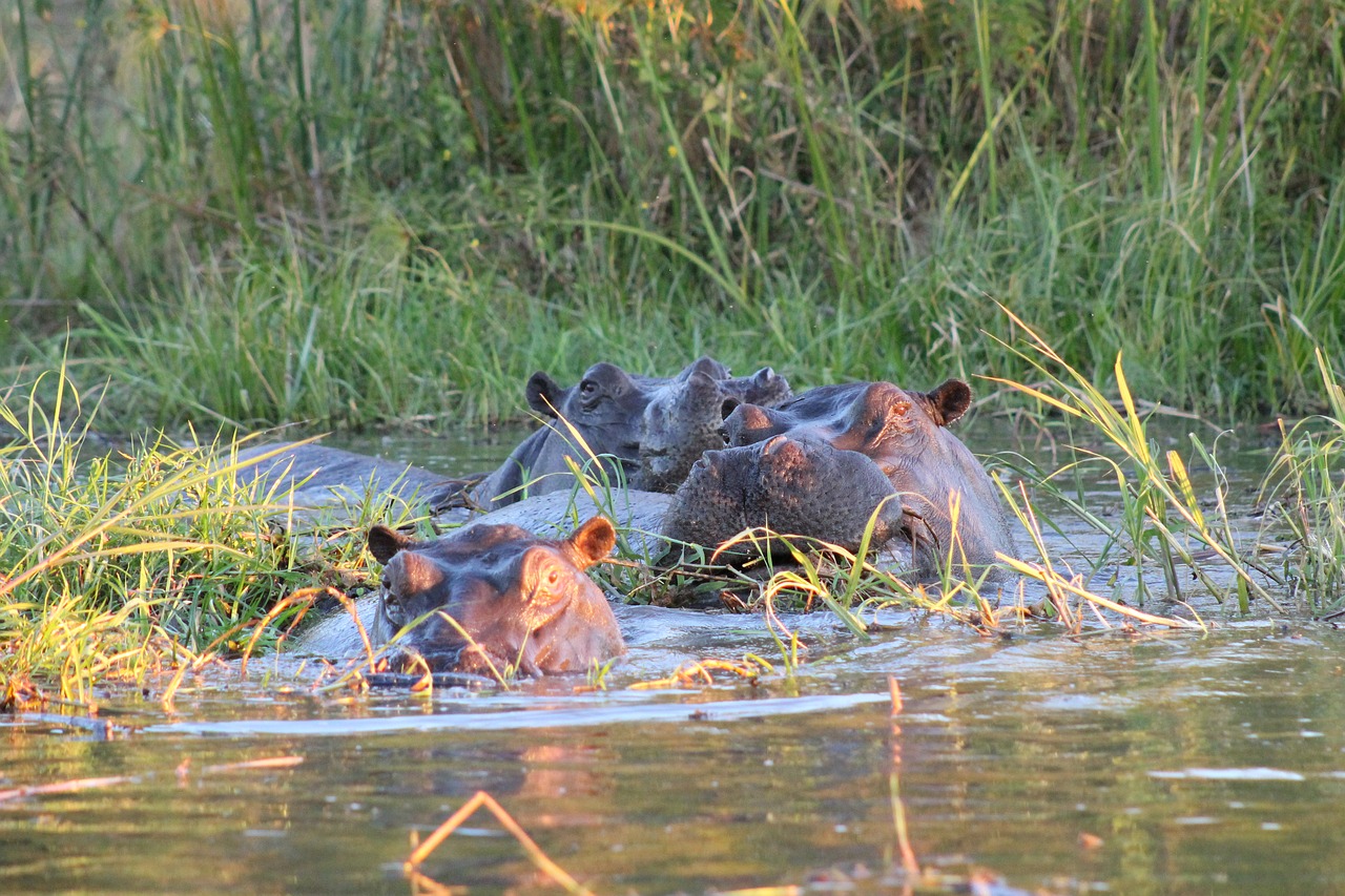 Hippo, Afrika, Safari, Pelėnas, Nemokamos Nuotraukos,  Nemokama Licenzija