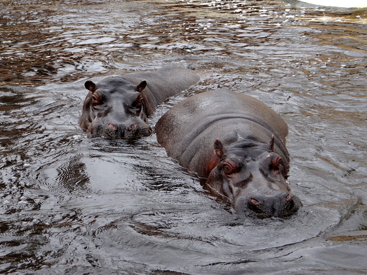 Hippo, Gamta, Vanduo, Gyvūnas, Plaukti, Poilsis, Žinduolis, Maudytis, Nemokamos Nuotraukos,  Nemokama Licenzija