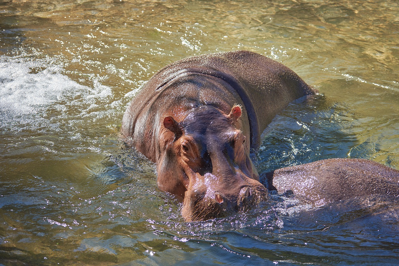 Hippo, Upė, Vanduo, Pelėnas, Afrika, Botsvana, Safari, Gamta, Žinduolis, Sunku