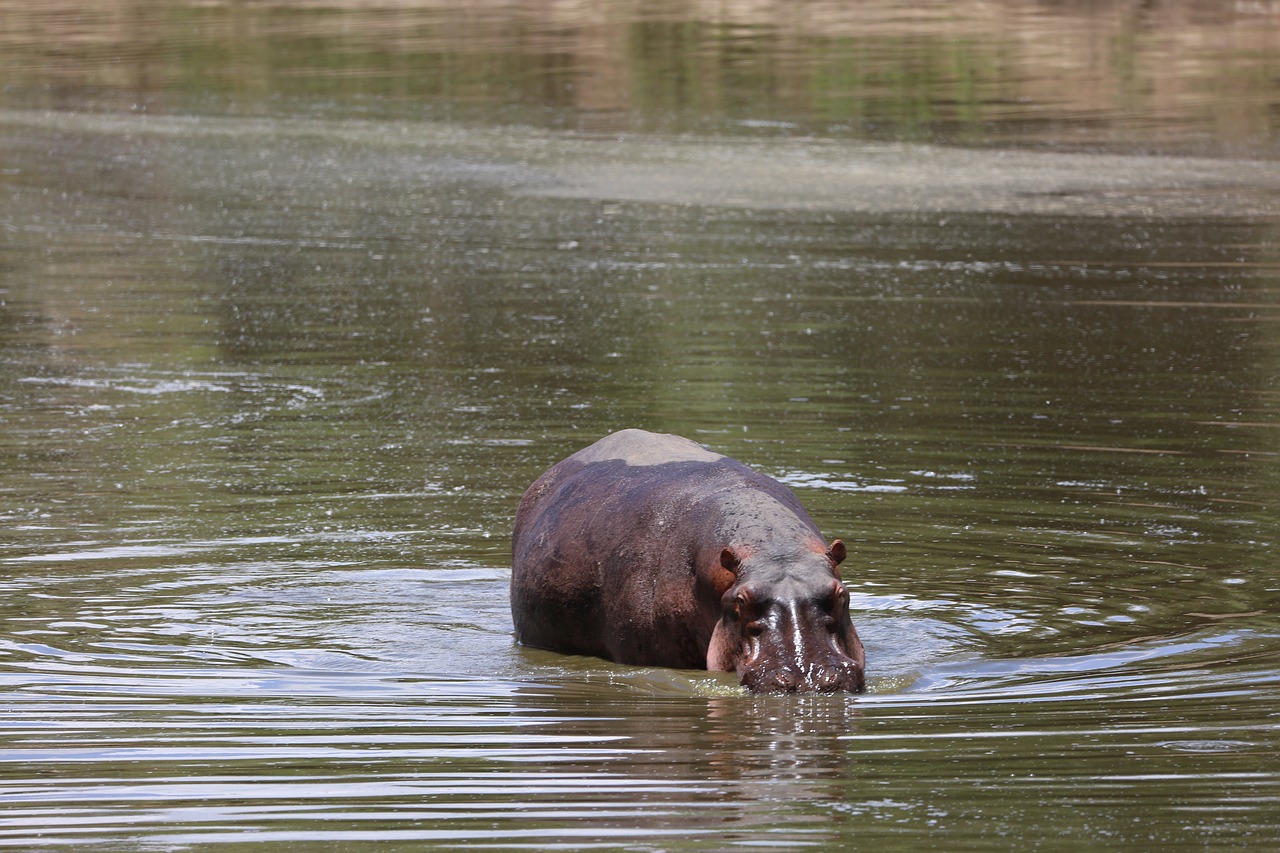 Hippo, Laukinė Gamta, Safari, Afrika, Kenya, Maasai Mara, Nemokamos Nuotraukos,  Nemokama Licenzija