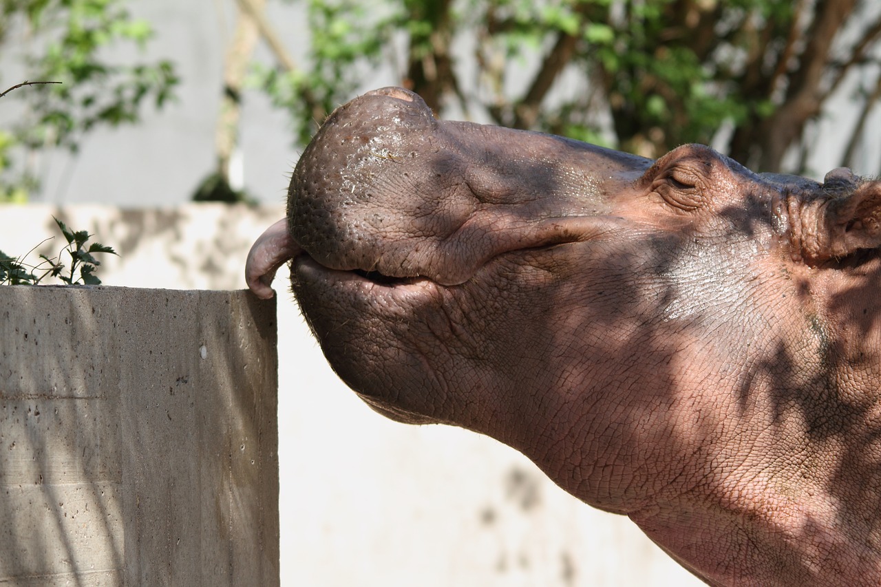 Hippo,  Zoo,  Juokinga,  Gyvūnas,  Žinduolis,  Gyvūnijos Pasaulyje,  Laimingas,  Mielas,  Graži, Nemokamos Nuotraukos