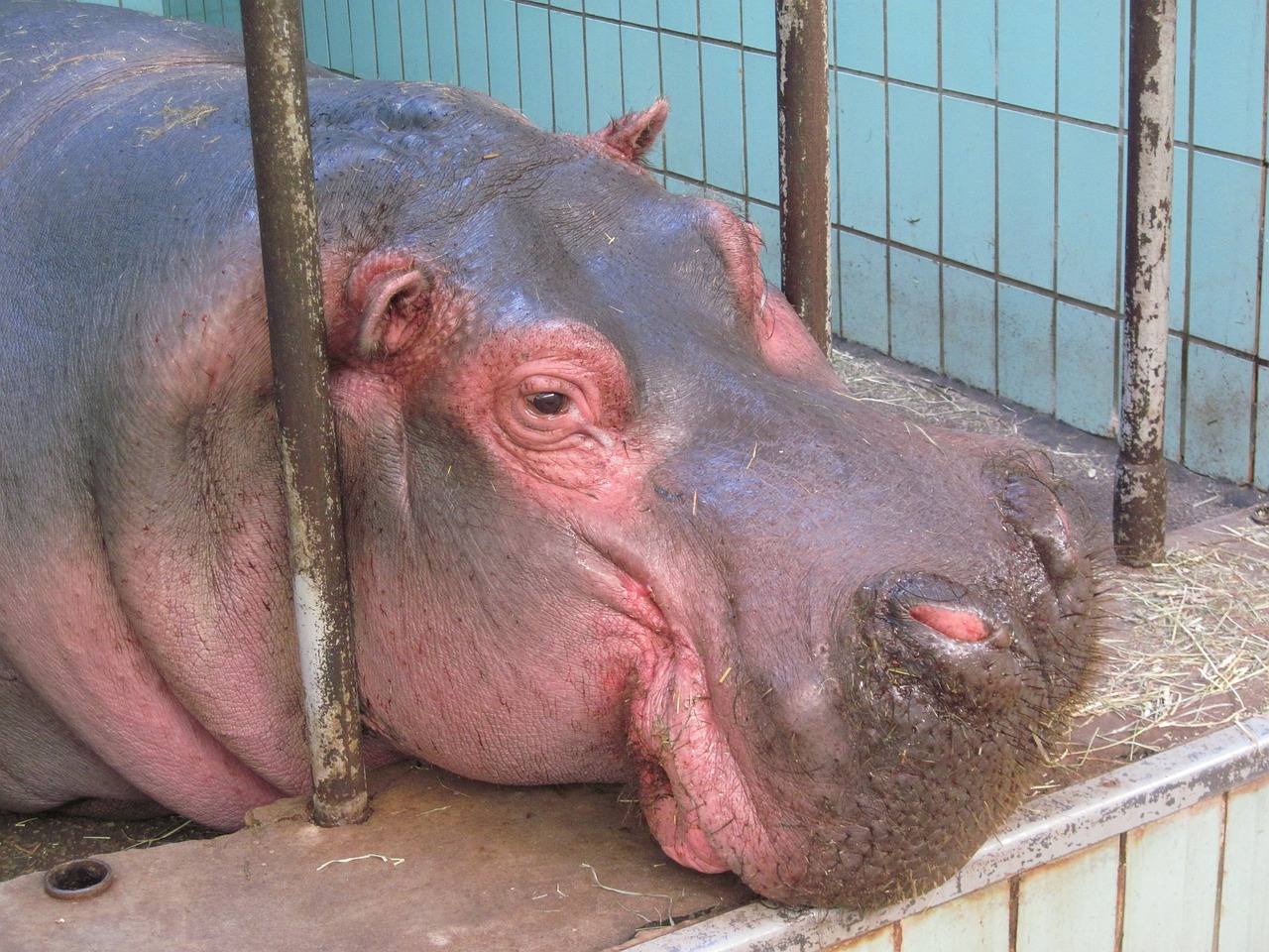 Hippo, Zoologijos Sodas, Gyvūnas, Žinduolis, Barai, Sunku, Nemokamos Nuotraukos,  Nemokama Licenzija