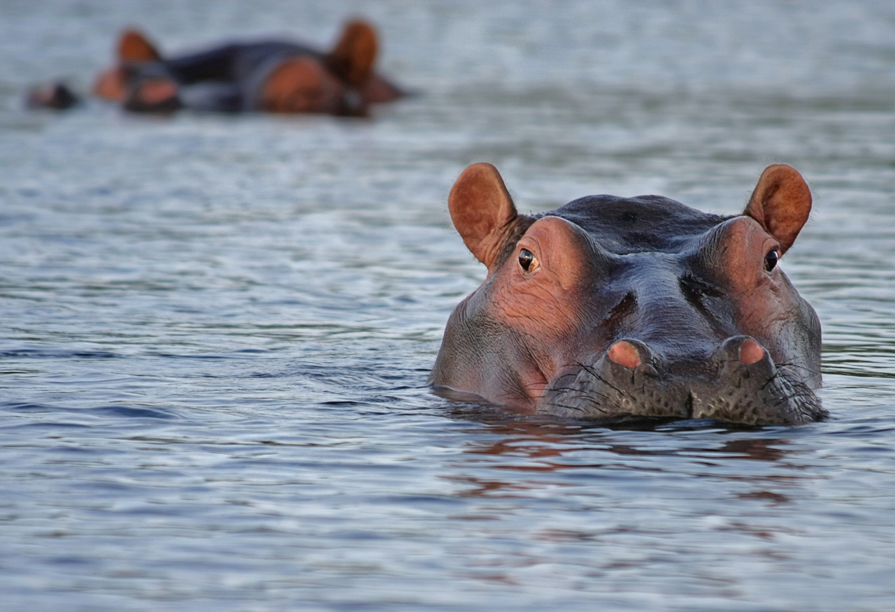 Hippo, Pelėnas, Gyvūnas, Atrodo, Dėmesio, Vanduo, Laukinis Gyvūnas, Dykuma, Afrika, Botsvana