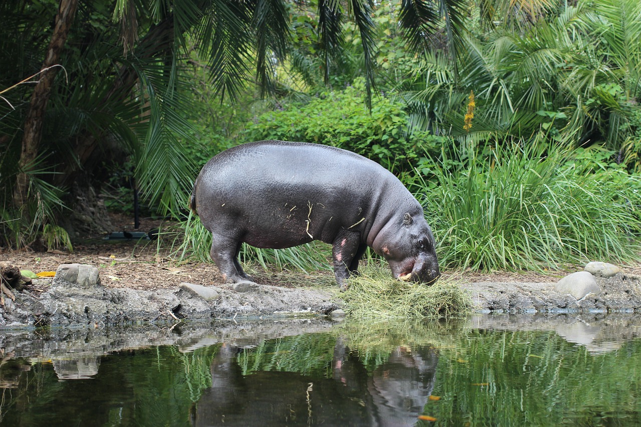 Hippo, Zoologijos Sodas, Gyvūnas, Nemokamos Nuotraukos,  Nemokama Licenzija