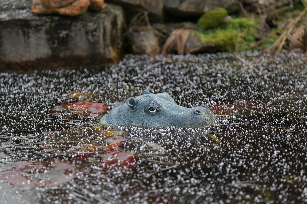 Hippo, Gamta, Ledas, Vanduo, Nemokamos Nuotraukos,  Nemokama Licenzija