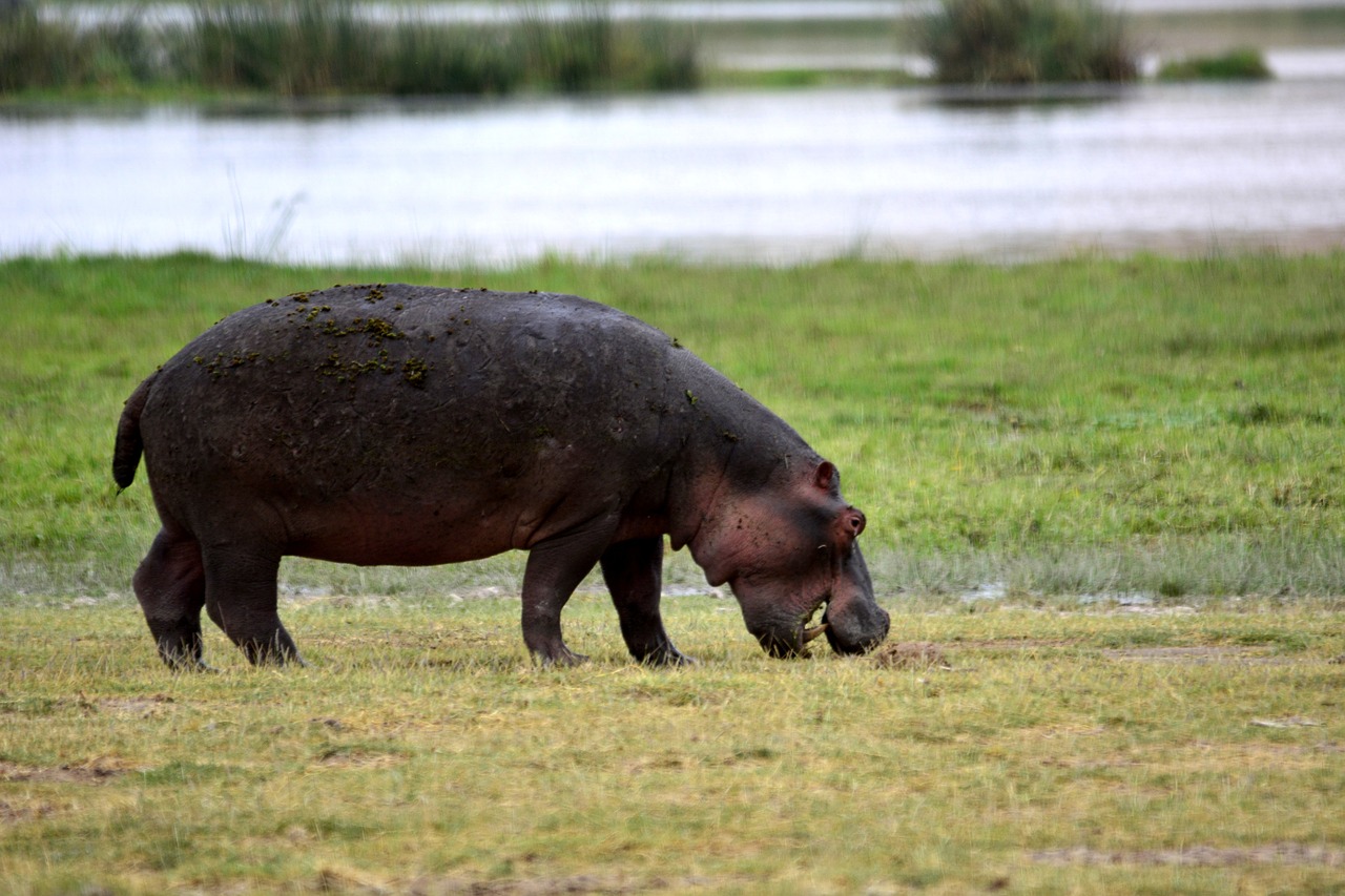 Hippo, Amboseli, Afrika, Kenya, Safari, Nacionalinis Parkas, Gyvūnai, Gyvūnas, Serengeti, Tarangire