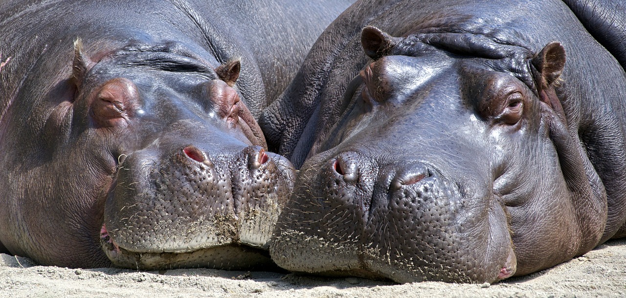 Hippo, Žinduolis, Laukinė Gamta, Gamta, Laukiniai, Didelis, Galva, Poilsio, Didelis, Nemokamos Nuotraukos