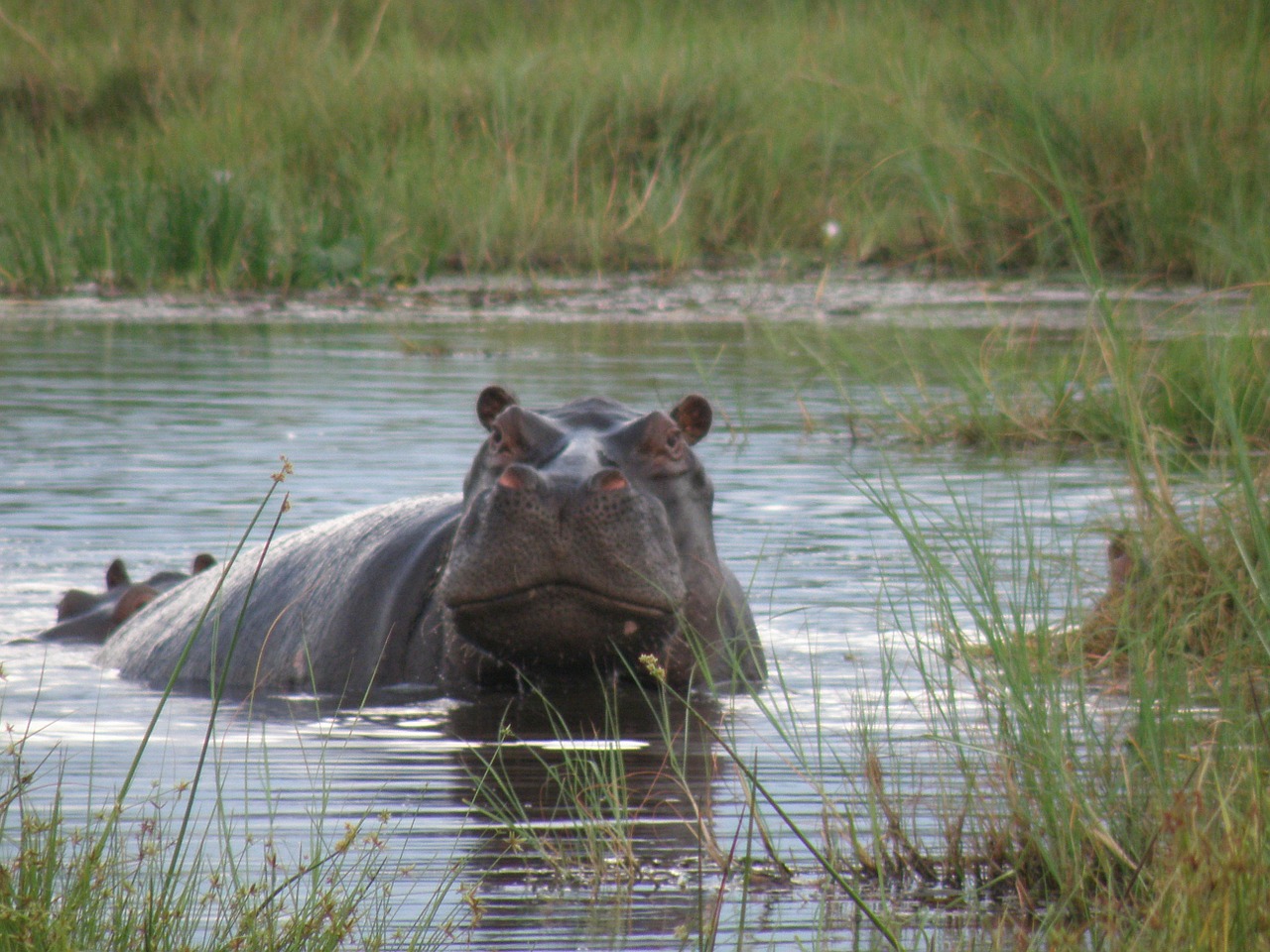 Hippo, Pelėnas, Laukiniai, Žinduolis, Laukinė Gamta, Pavojingas, Fauna, Amfibijas, Okavango Delta, Botsvana