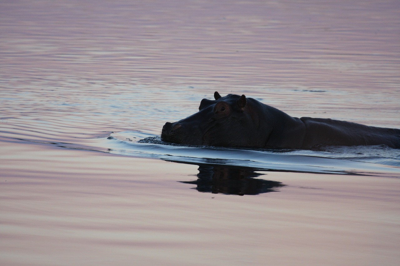 Hippo, Maudytis, Namibija, Laukiniai Gyvūnai, Nemokamos Nuotraukos,  Nemokama Licenzija