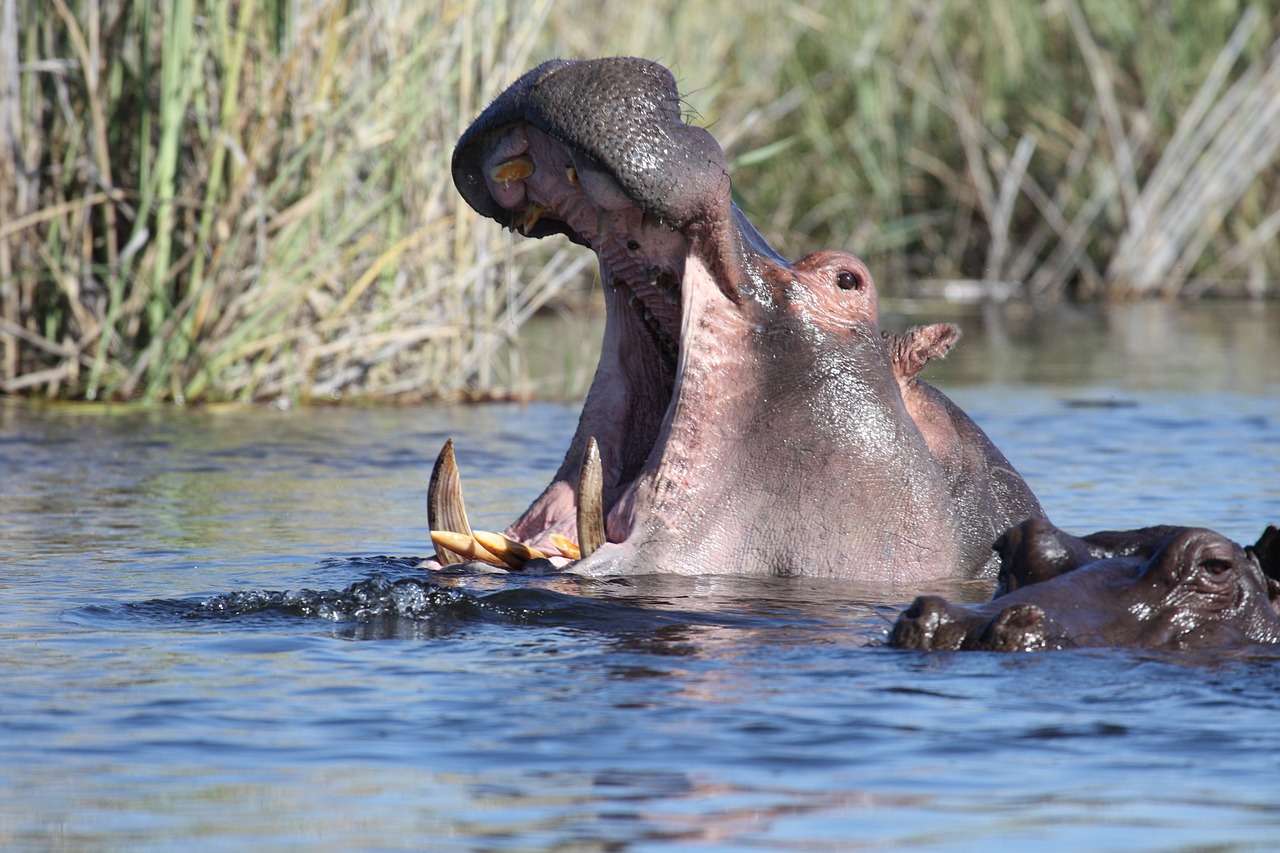 Hippo, Laukiniai Gyvūnai, Vanduo, Afrika, Namibija, Upė, Maudytis, Nemokamos Nuotraukos,  Nemokama Licenzija