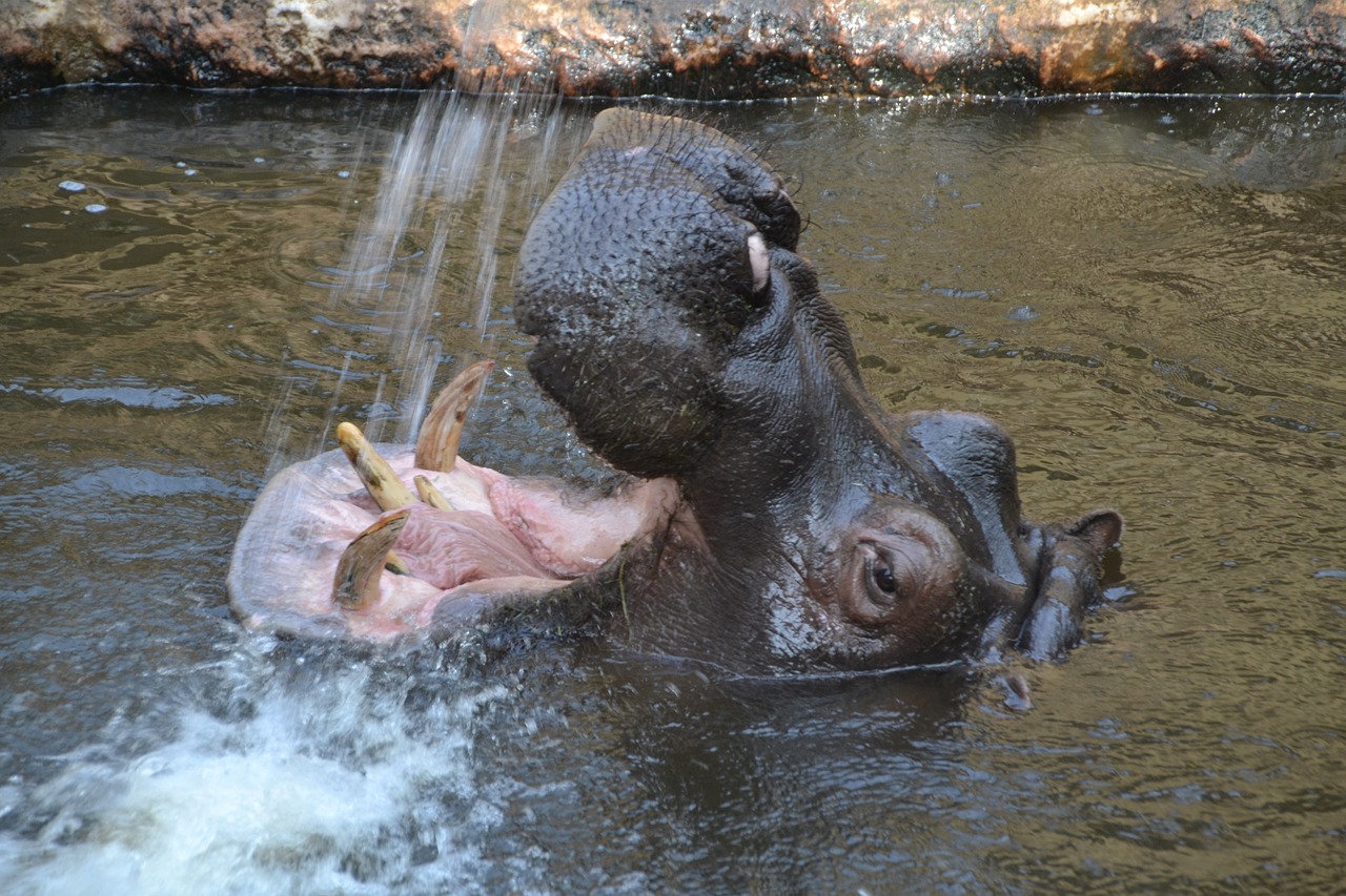 Hippo, Pelėnas, Žolėdžius, Žinduoliai, Nemokamos Nuotraukos,  Nemokama Licenzija