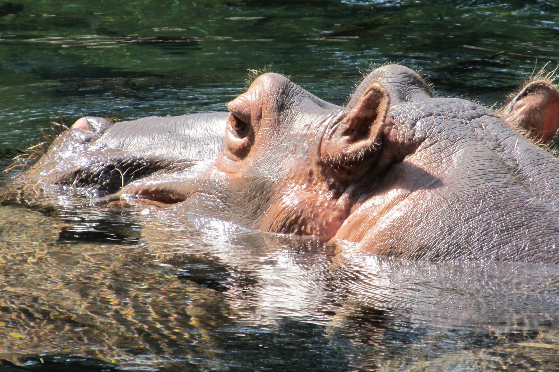 Pelėnas,  Hippo,  Portretas,  Vanduo,  Didelis,  Laukinė Gamta,  Gamta,  Galva,  Akys,  Ausys