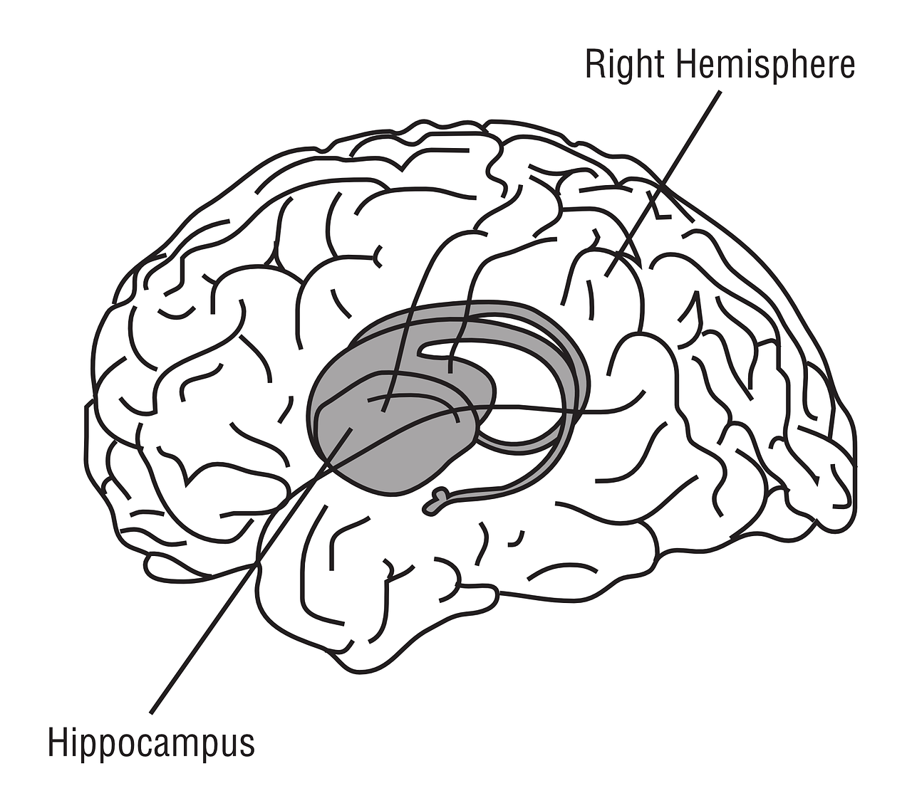 Hippocampus, Smegenys, Anatomija, Medicina, Nemokama Vektorinė Grafika, Nemokamos Nuotraukos,  Nemokama Licenzija