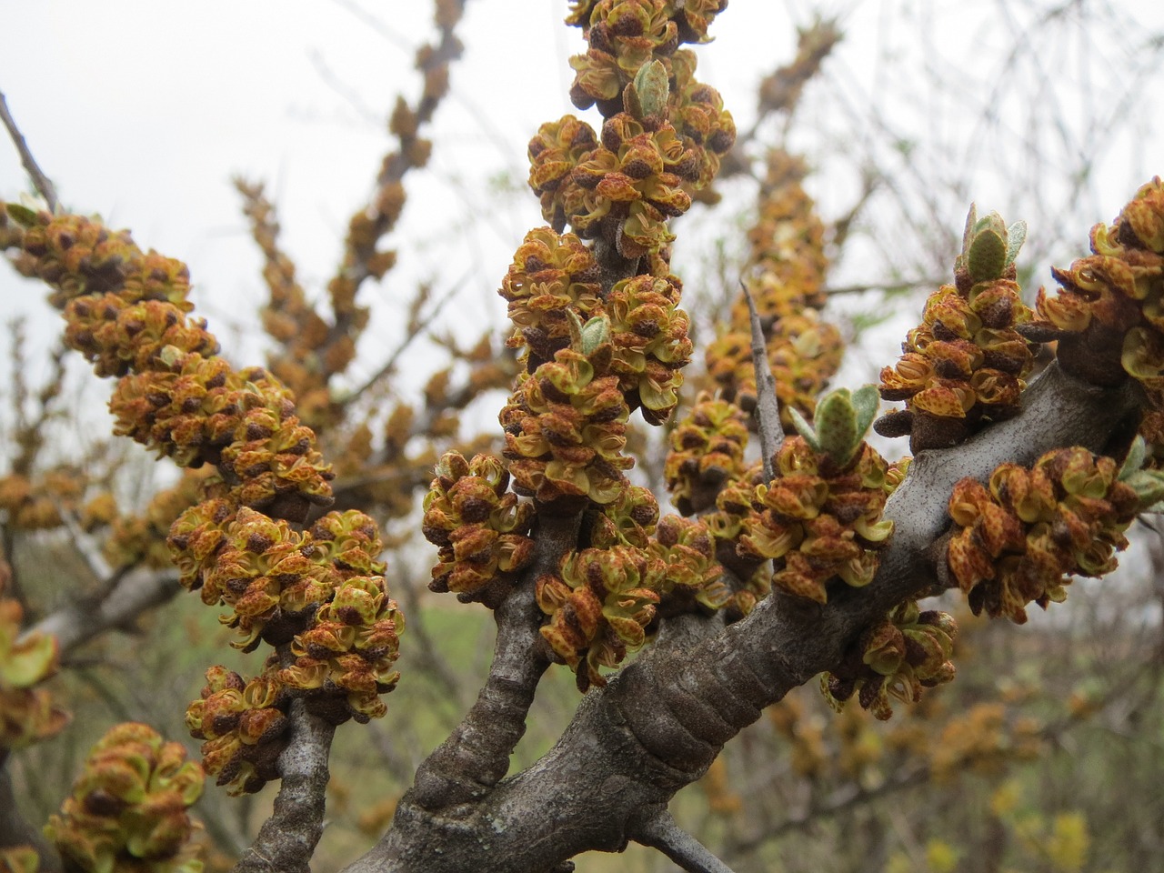 Hippophae Rhamnoides, Bendras Šaltalankis, Krūmas, Makro, Flora, Botanika, Augalas, Nemokamos Nuotraukos,  Nemokama Licenzija