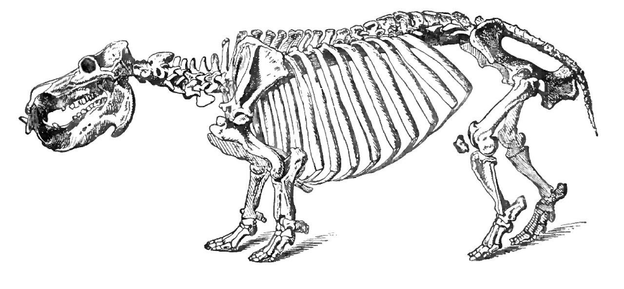 Pelėnas, Skeletas, Gyvūnas, Hippo, Kaukolė, Senovinis, Kaulas, Senovės, Galva, Piešimas